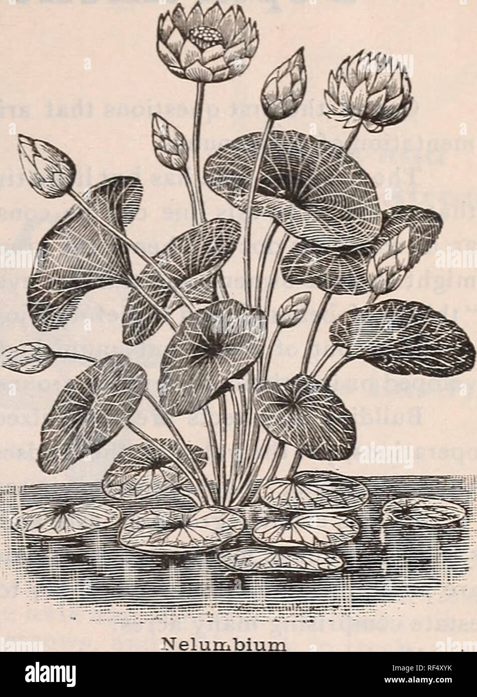 . Annual descriptive catalogue : seeds &amp;c.. Nursery stock, Massachusetts, Boston, Catalogs; Flowers, Seeds, Catalogs; Vegetables, Seeds, Catalogs; Grasses, Seeds, Catalogs; Agricultural implements, Catalogs; Fruit, Catalogs. CATALOGUE OF AQUATIC PLANTS. syii HARDY VARIETIES. NELUMBIUM. Speciosum. (Egyptian Lotus.) The well-known and far-famed species. The flowers, which are about a foot across when fully opened, are of a deep rose color, with a soft creamy white at bases of the petals; exquisitely fragrant. Flowering tubers, 75 cts. and $1.50 each. —Luteum. (American Lotus.) This grand Lot Stock Photo