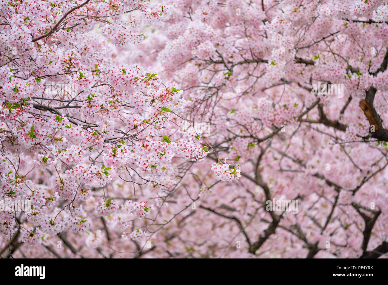 Blooming Sakura Cherry Blossom Background In Spring South Korea Stock Photo Alamy