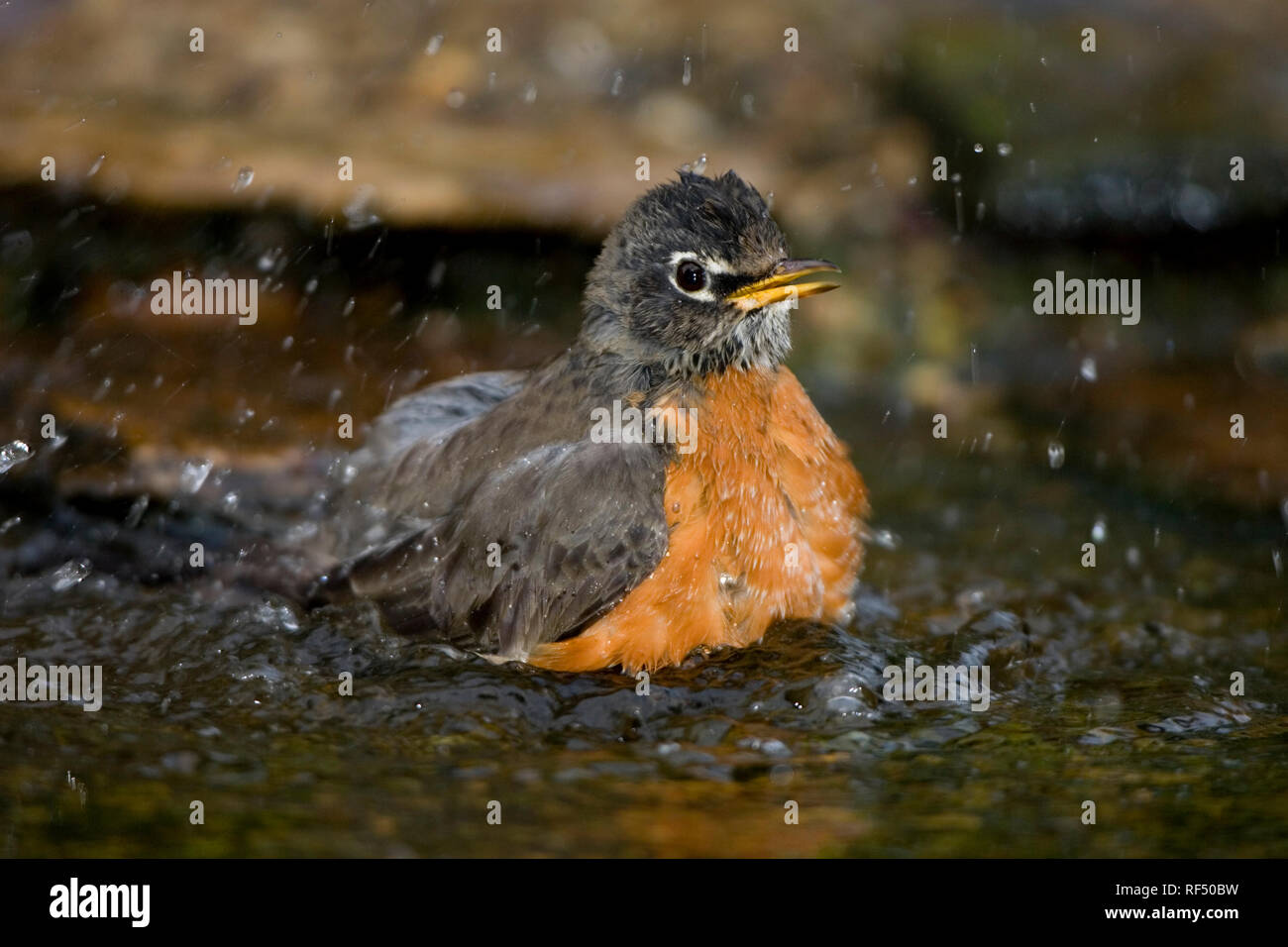 01382-047.19 American Robin (Turdus migratorius) bathing, Marion Co. IL Stock Photo
