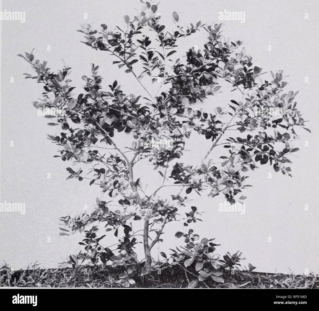 . Some ornamental shrubs for the Tropics. Shrubs Tropics. SOME