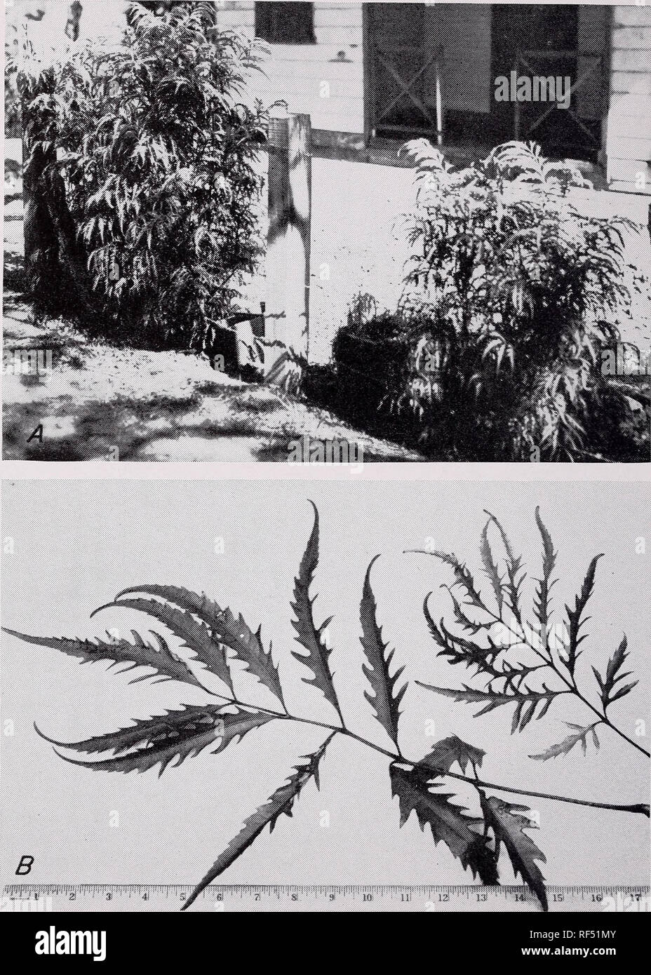 . Some ornamental shrubs for the Tropics. Shrubs Tropics. 118 CIRCULAR 34, FEDERAL EXPERIMENT STATION. Figure 74, A.—The fernleaf polyscias, Polyscias filicifolia, has deeply cut leaflets with a fernlike texture. The young leaves are yellow at first, later turning green. B.—On young plants, leaflets are deeply cut but become wider on leaves of old plants. The leaves are compound with wide leaflets. The terminal leaflets are larger than the laterals. The leaflet margins are finely toothed in most varieties. Propagation is by stem cuttings; even large branches will root.. Please note that these  Stock Photo