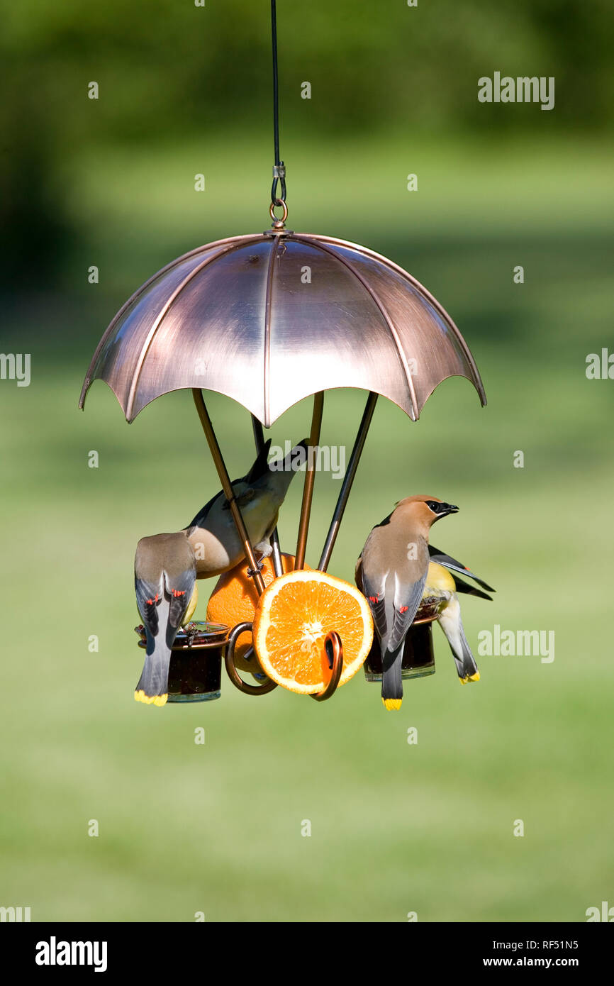 Cedar waxwing at grape jelly feeder hires stock photography and images