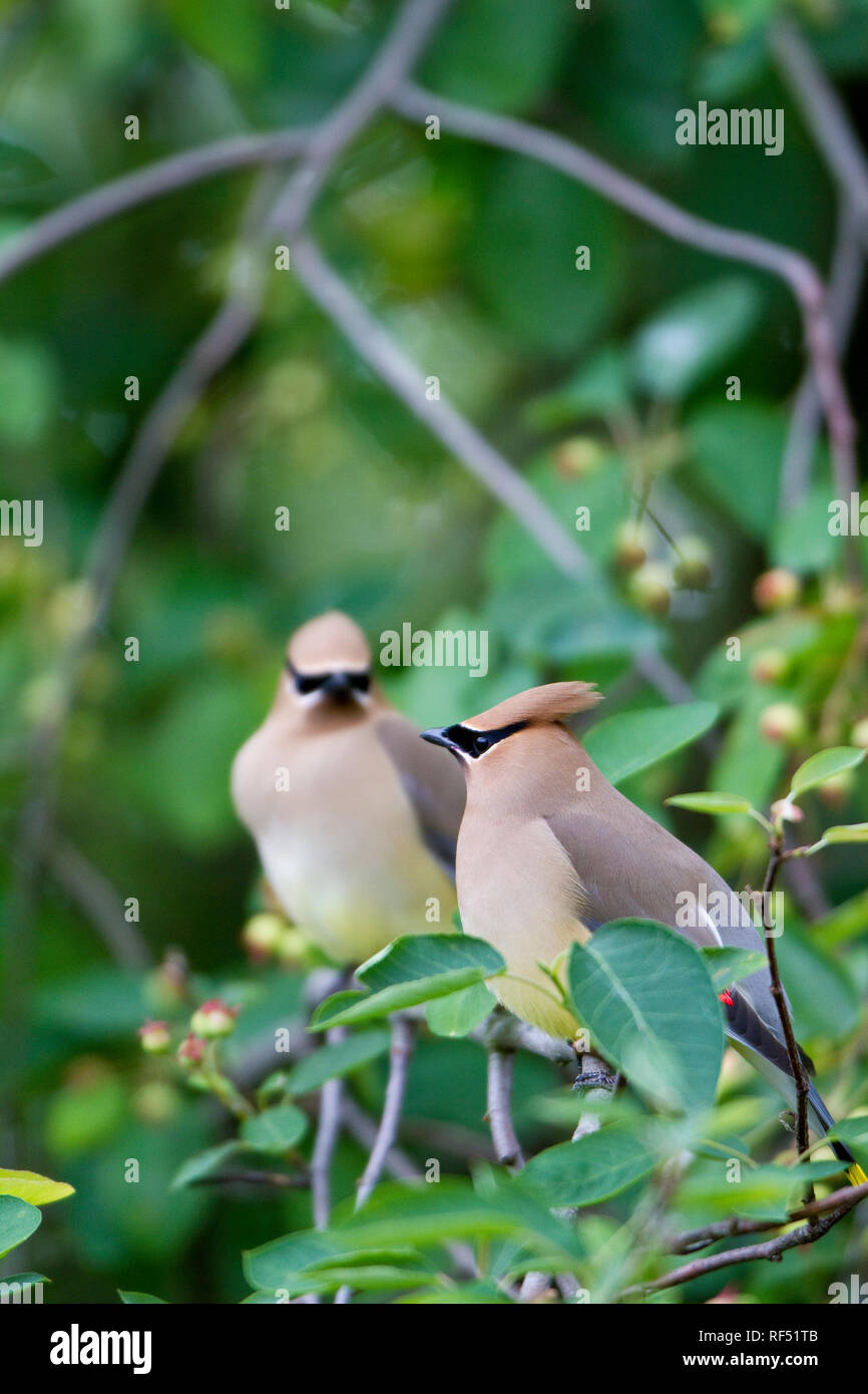 Two Cedar Waxwings In Serviceberry Bush In Marion County Illinois Hi 