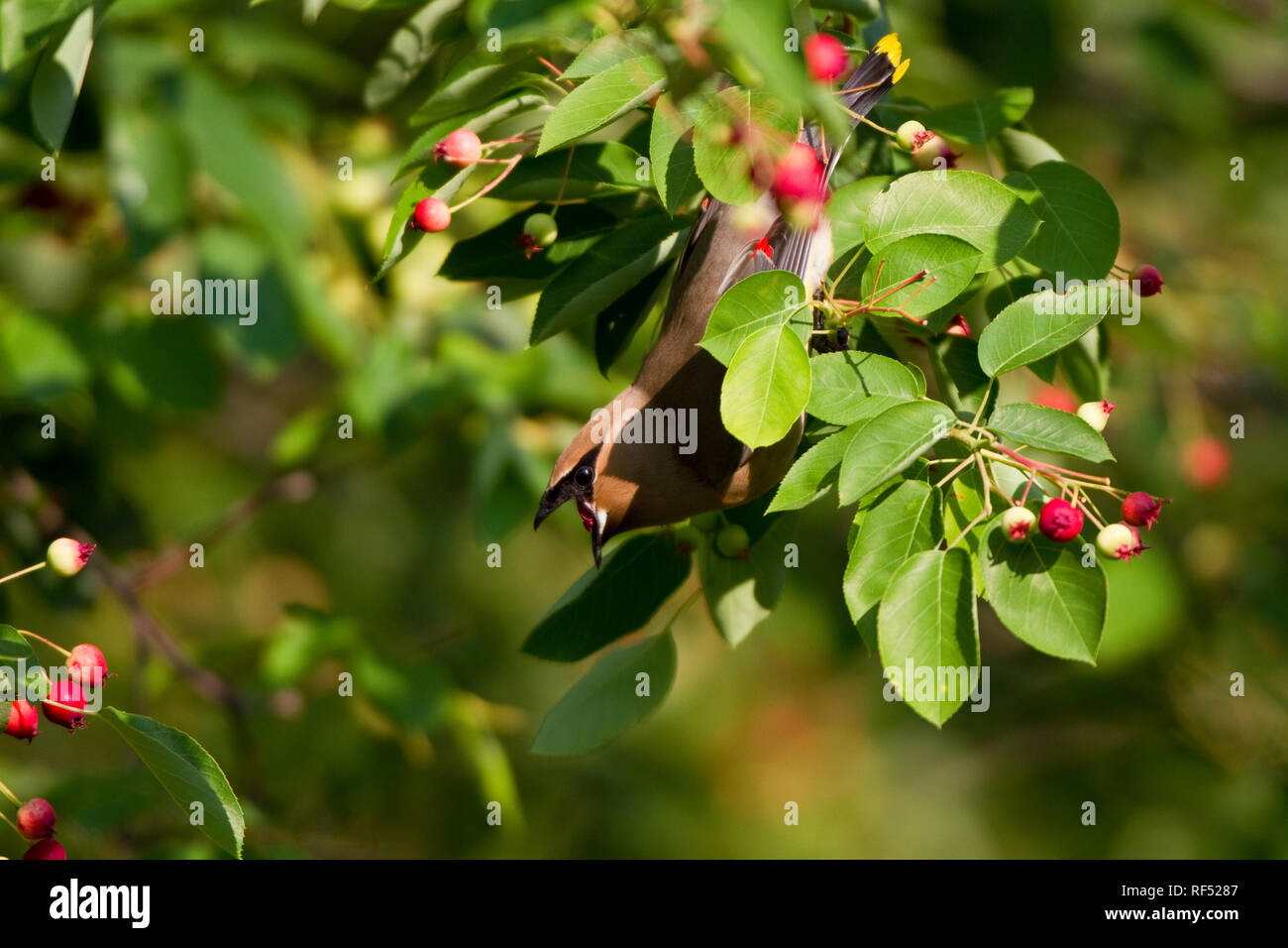01415-03116 Cedar Waxwing (Bombycilla cedrorum) eating berry in Serviceberry Bush (Amelanchier canadensis), Marion Co., IL Stock Photo