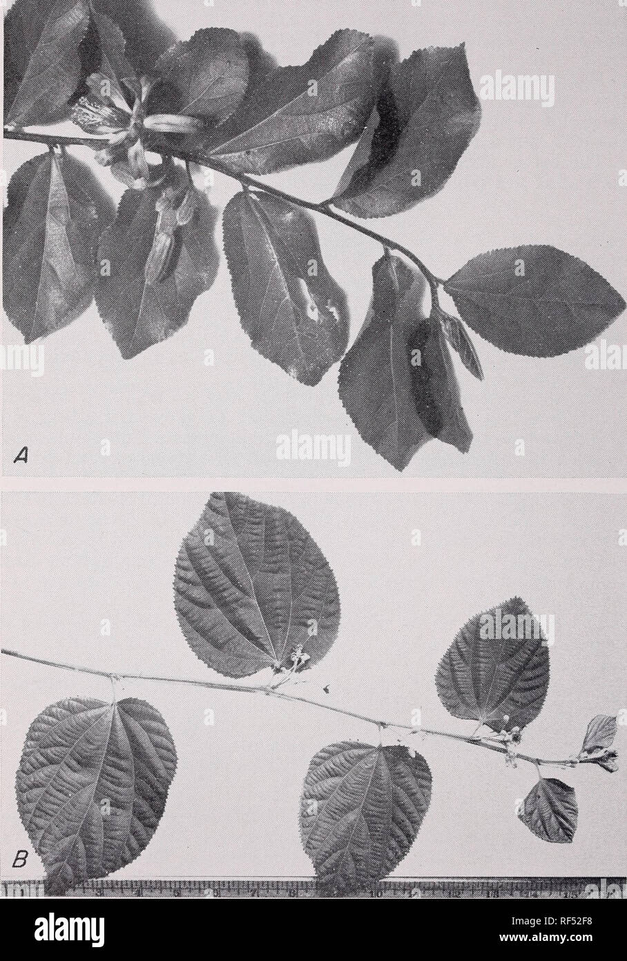 . Some ornamental shrubs for the Tropics. Shrubs Tropics. 76 CIRCULAR 34, FEDERAL EXPERIMENT STATION. Figure 44, A.—The lilac-blue flowers of Grewia occidentalis grow in small clusters in the leaf axils. B.—G. asiatica has small clusters of orange flowers in the leaf axils.. Please note that these images are extracted from scanned page images that may have been digitally enhanced for readability - coloration and appearance of these illustrations may not perfectly resemble the original work.. Hume, Edward Putnam, 1911-. [Washington : U. S. Govt. Print. Off. ] Stock Photo