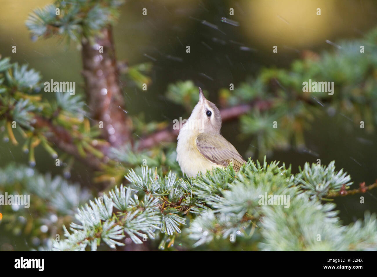 01454-00202 Warbling Vireo (Vireo gilvus) bathing in mist, Marion Co., IL Stock Photo