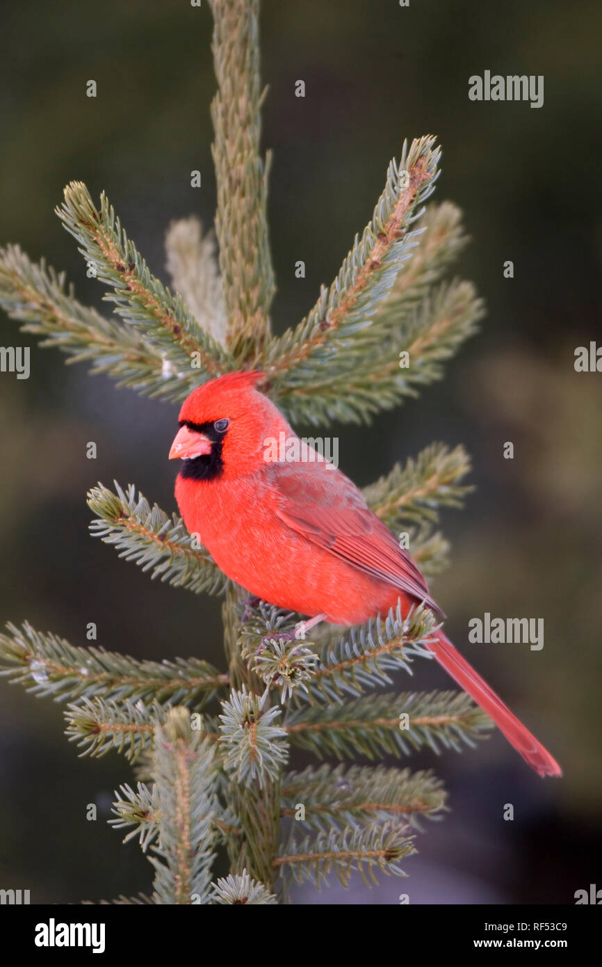 Cardinal Spruce Tree 01530-18619 Northern Cardinal (Cardinalis cardinalis) male in spruce ...