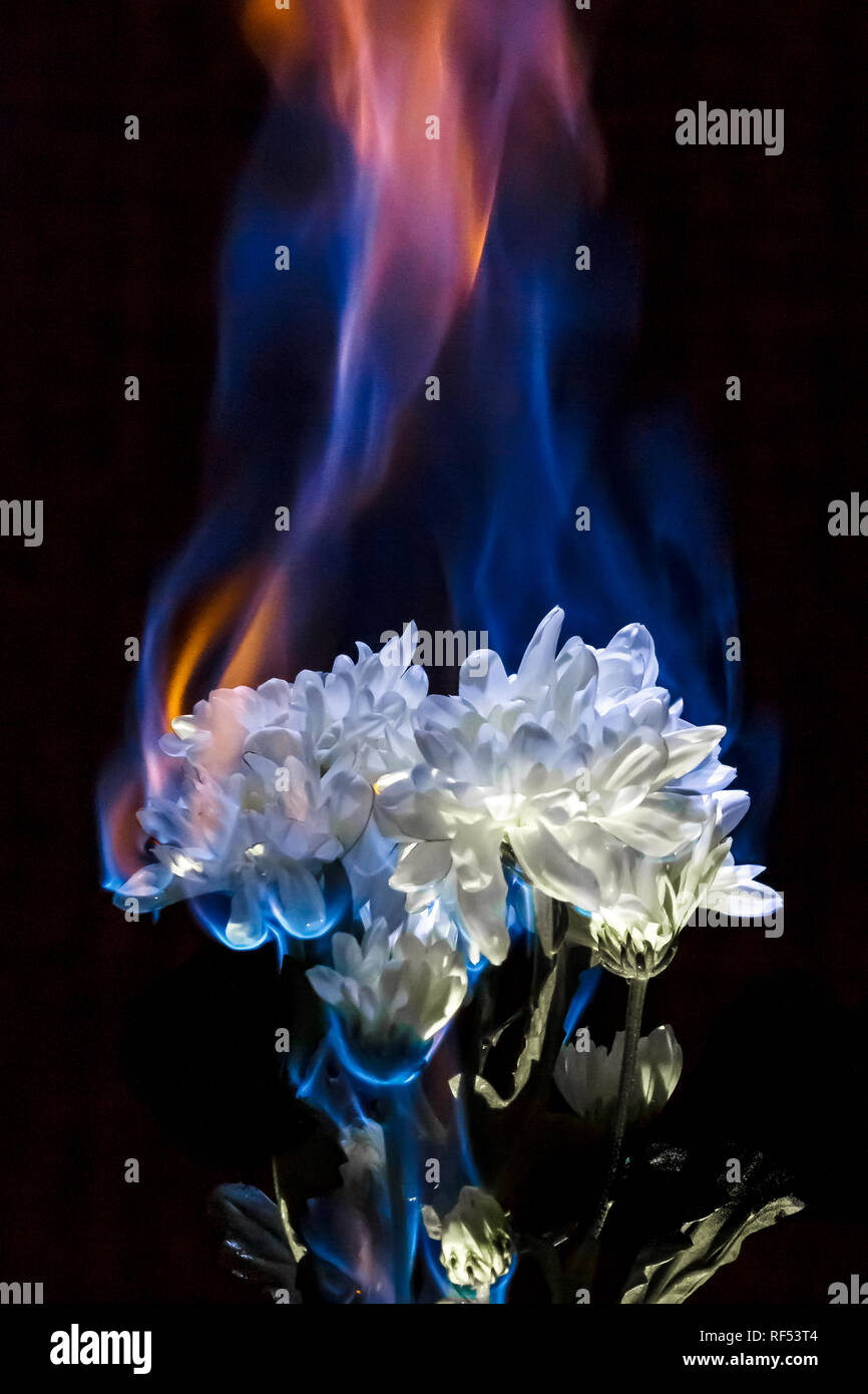 Burning white chrysanthemum in blue fire flame on black background Stock Photo