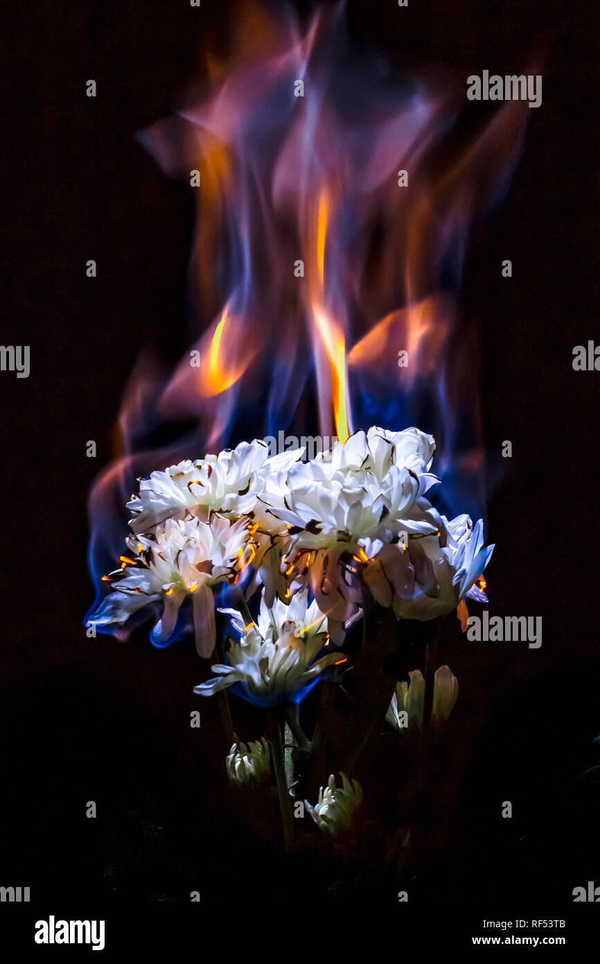 Burning white chrysanthemum in blue fire flame on black background Stock Photo