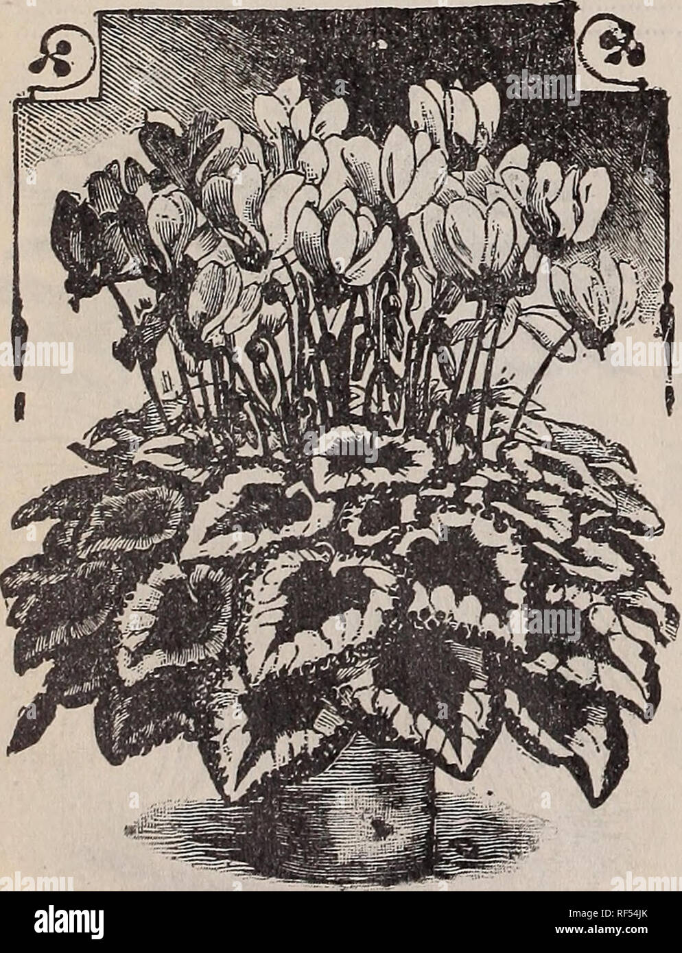 . Catalogue : 1902. Nursery stock Ontario Toronto Catalogs; Vegetables Seeds Catalogs; Flowers Seeds Catalogs; Plants, Ornamental Catalogs; Bulbs (Plants) Catalogs; Fruit Catalogs; Agricultural implements Catalogs. cineraria hybrida grandiflora. 532 CYCLAMEN GIGANTEUM CUPHEA (Cigar Plant) Cuphea Platycentra. Large flowering variety, with countless white blossoms CYPERUS (Umbrella Plant) A strikingly handsome foliage plant, equally well adapted for the greenhouse or open ground. The leaves are striped with white, giving the plant a distinct and fine appearance. Sow early. It is of easy culture. Stock Photo