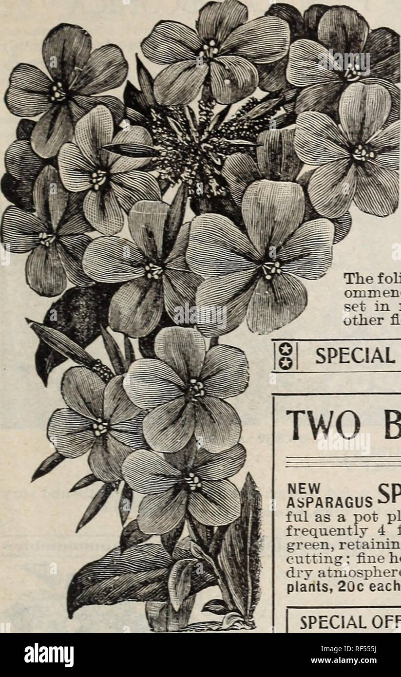 . [Catalogue]. Nursery stock Ohio Springfield Catalogs; Roses Catalogs; Plants, Ornamental Catalogs; Flowers Seeds Catalogs. Schmidt &amp; Botley, Florists, Springrfleld, Ohio. 57 THREE BEAUTIFUL PLUMBAGOS LIGHT BLUE, PURE WHITE, AND DARK BLUE,^^^. Dl lIMRATiOSI The Plumbagos are always satisfactorj- plants, r ITi UAAVJV^J either for pot culture or for the garden. They are • constant bloomers, and their delicate and graceful flowers are very useful for ciitting. Capeiisis Alba—The counterpart of Plumbago Capensis, excepting- in color, which is creamy white. A constant bloomer. A splendid new-  Stock Photo