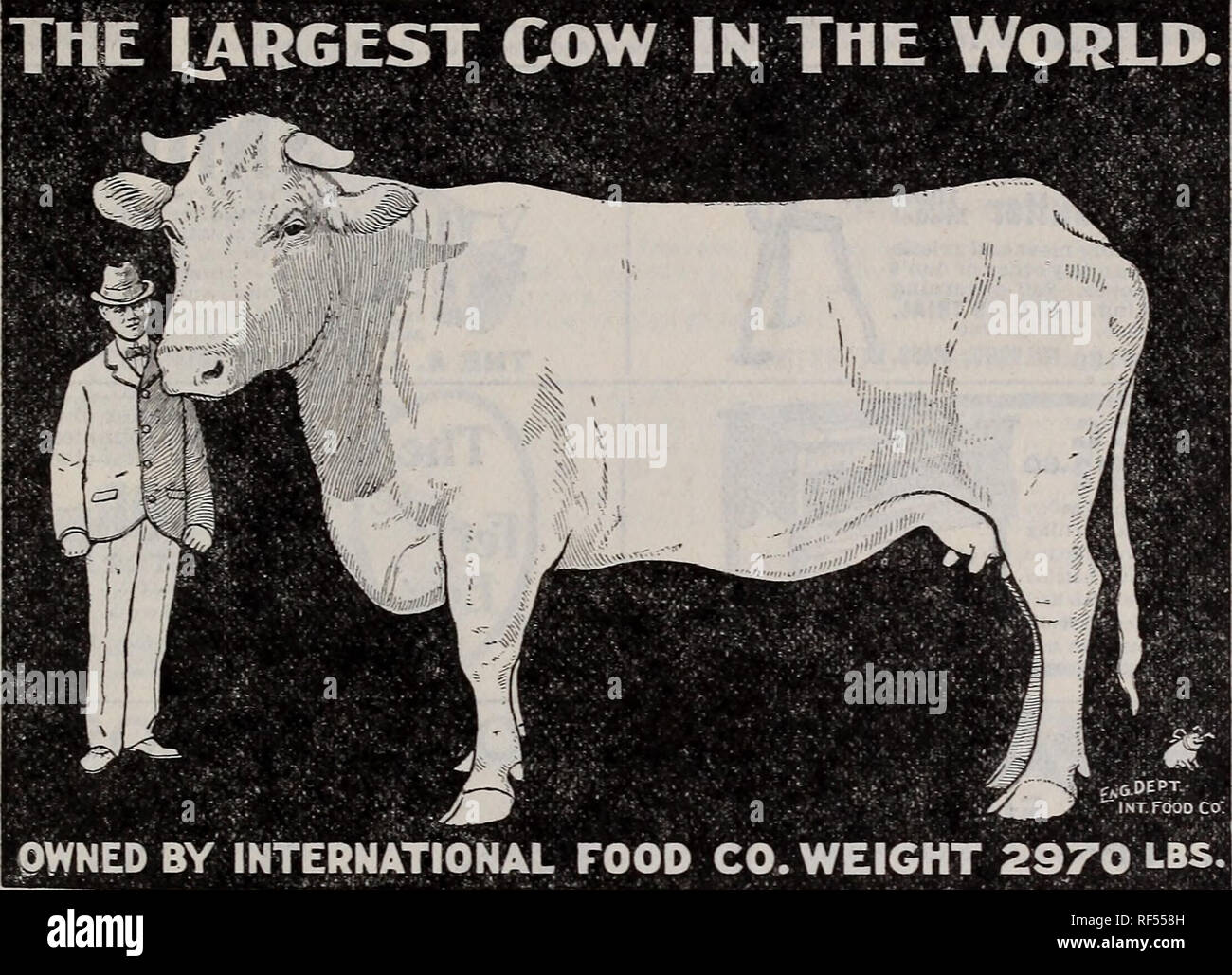 . Spring 1902. Nursery stock Ohio New Carlisle Catalogs; Fruit trees Seedlings Catalogs; Fruit Seedlings Catalogs; Vegetables Seeds Catalogs; Gardening Equipment and supplies Catalogs. Our Advertisers are Rewable Get Their Catalogue.. The &quot;Internaflonal Stock Food Cow&quot; is now on exhibition at the Minnehaha City Park of Min- neapolis. She is a fine, deep red color and has many Short-Horn points. This cow is over 6 feet tall, 10 feet long and at six years of age weighed 2970 pounds. We had her on exhibition at the Minnesota State Fair in 1901 and fully one hundred thousand people passe Stock Photo