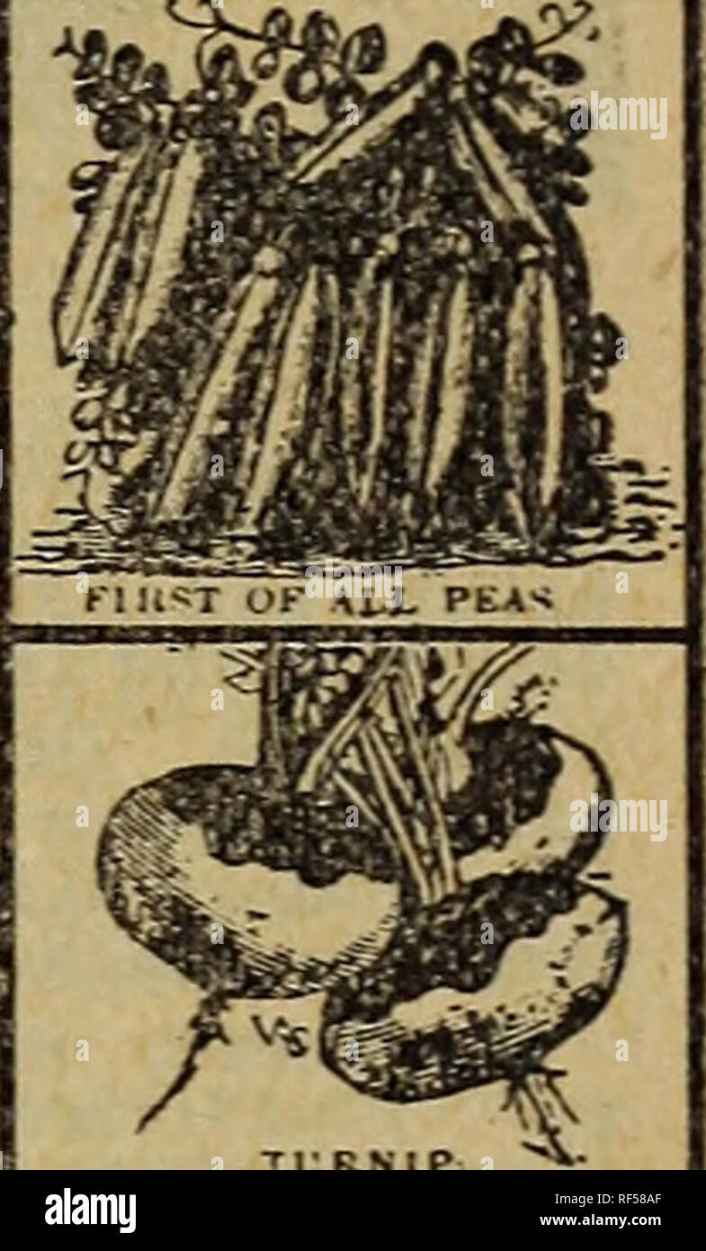 . Annual seed and plant catalogue, 1902. Nurseries (Horticulture) Ohio Catalogs; Nursery stock Ohio Catalogs; Vegetables Seeds Catalogs; Flowers Catalogs; Fruit Catalogs; Plants, Ornamental Catalogs. Eclipse Beet. Blood red, turnip shape. One of the best for table use. Quarter ounce packet. Bush Bean. (Wardwell s Kidney Was.) The earliest wax podded snap bean. 2 ounce pkt. Cabbage, Six best extra early and medium early summer varieties mixed, ounce pkt. Cabbage. Six best late winter varieties mix- ed. Each packet will contain a ounce. Cauliflower. Elxtra Early Paris and Veitche s Autumn Giant Stock Photo