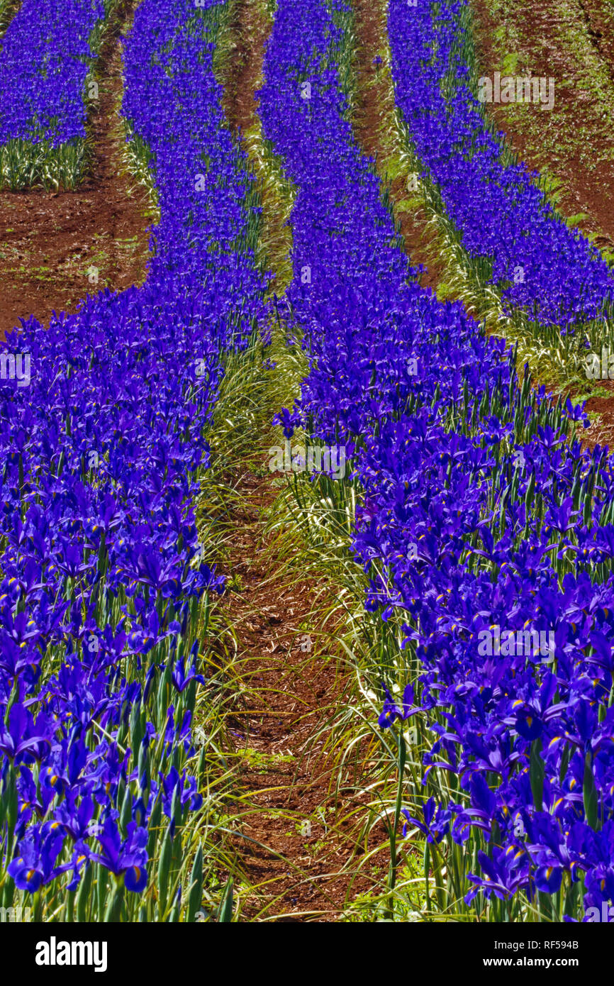 Delightful purple rows of blooming iris on flower farms in Tasmania in Australia. Stock Photo