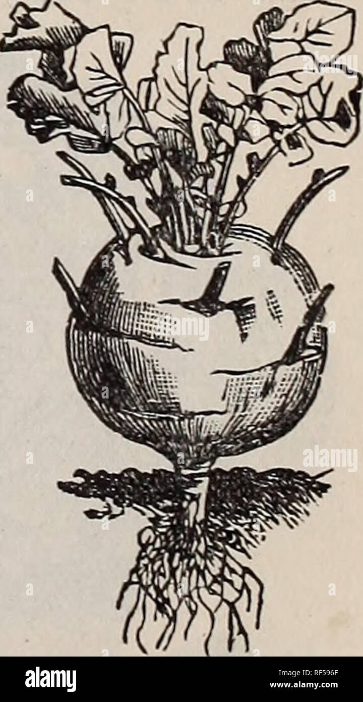 Right Seeds At Right Prices 1902 Nursery Stock Ohio