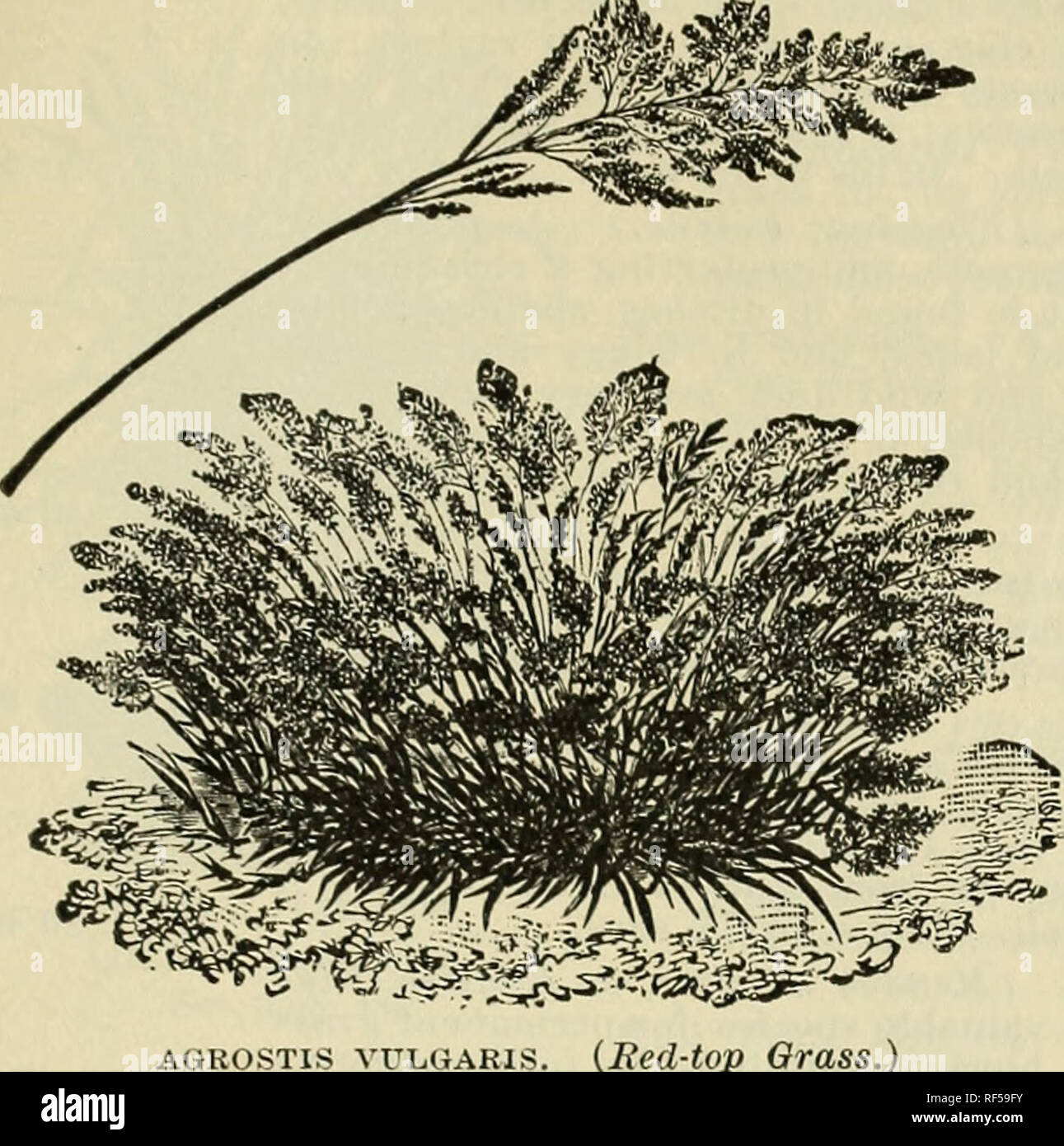 of the largest : catalogue Annual ... descriptive seeds the seeds descriptive catalogue ... Annual largest : of