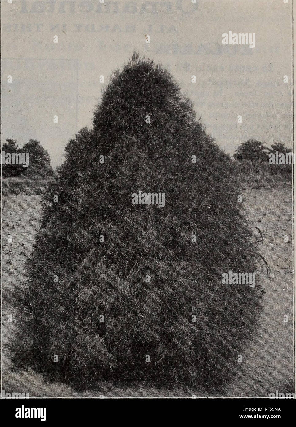 . Fruitland Nurseries. Nursery stock, Georgia, Augusta, Catalogs; Fruit trees, Seedlings, Catalogs; Fruit, Catalogs; Trees, Seedlings, Catalogs; Plants, Ornamental, Catalogs; Shrubs, Catalogs; Flowers, Catalogs. ORNAMENTAL DEPARTMENTâConiferous Evergreens 35 JUNIPERUS (TKe Jtii^ipex&quot; Tx*ee) Communis Hibernica (Irish). Of fine pyra- Toiidal growth. Ultimate height. 8 to 10 feet. 25 cents each, Â§2 for 10; 24to36 inches, 50 cents each, $4 for 10; 4 to 5 feet, Â§leach. Commtmis Suecica (Swedish). Yellowish cast. Ultimate height, 10 feet. 25 and 50 cents. Japonica (Japanese Juniper). Bright g Stock Photo