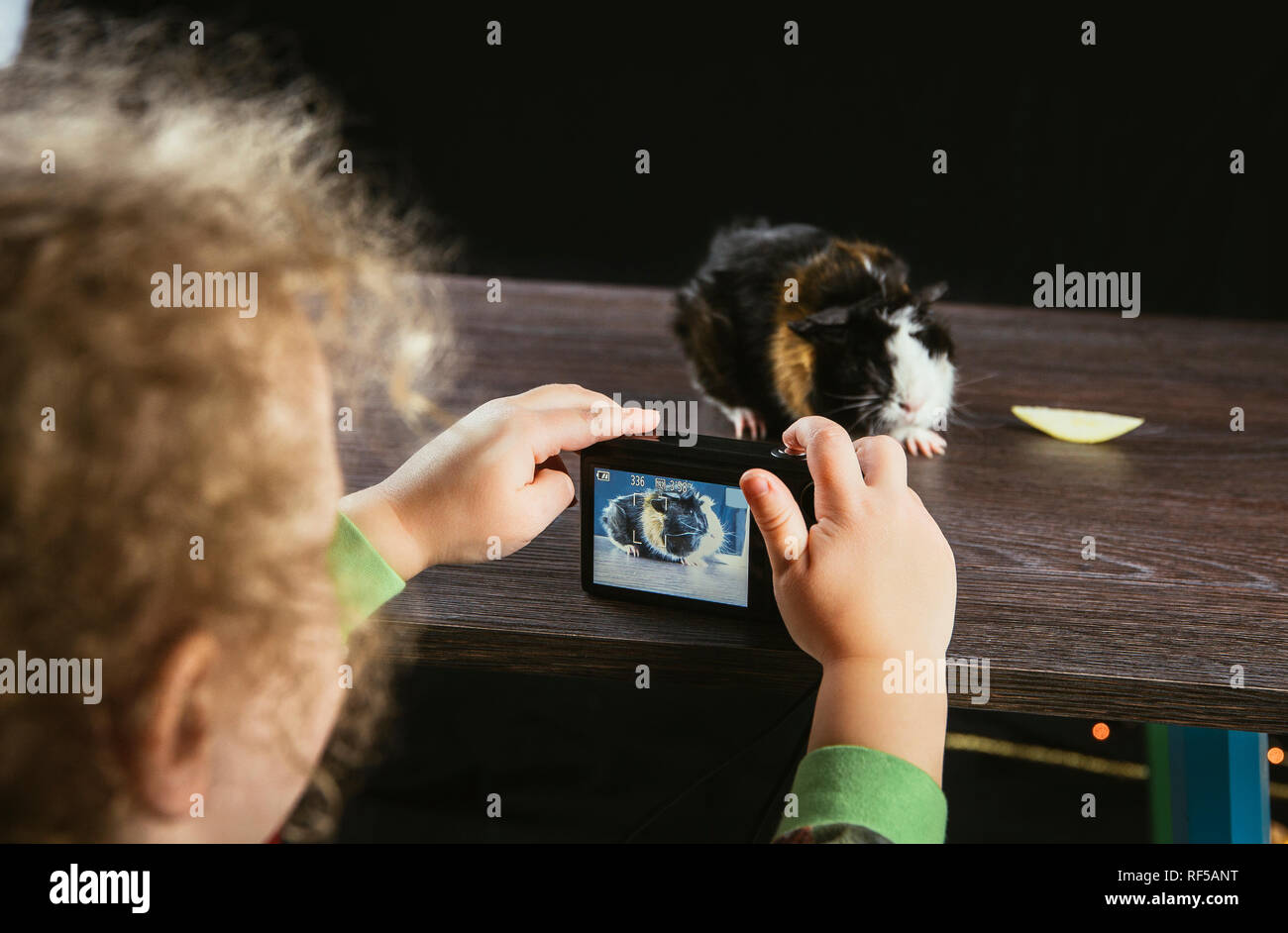 Girl child taking a picture with digital photo camera of young domestic guinea pig (Cavia porcellus), also known as cavy or domestic cavy indoors, bla Stock Photo
