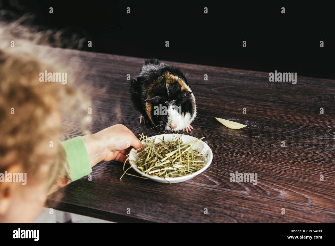 Girl child feeding young domestic guinea pig (Cavia porcellus), also known as cavy or domestic cavy dry grass hay from ceramic bowl indoors, black bac Stock Photo