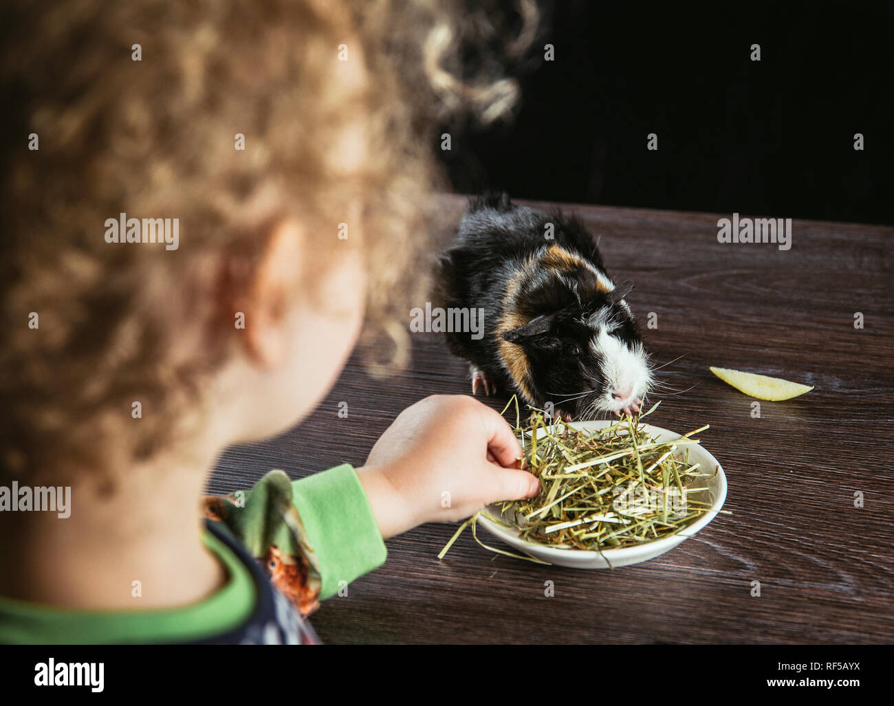 Cavy Hay Feeding Recommendations For Young