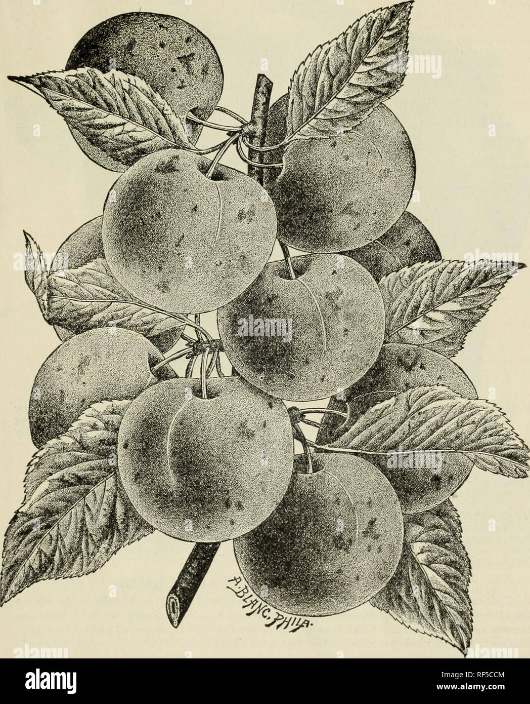. Descriptive catalogue of fruit and ornamental trees, shrubs, vines and plants. Nursery stock Maryland Baltimore Catalogs; Nursery stock Virginia Richmond Catalogs; Fruit trees Seedlings Catalogs; Fruit Catalogs; Trees Seedlings Catalogs; Shrubs Catalogs; Plants, Ornamental Catalogs. Descriptive Catalogue. 45. Wild Goose Plum. Washington. (Bo/mar's.) Very large ; skin yellowish green, often with a pale red blush ; flesh yellowish, firm, very sweet and luscious, separating freely from the stone. There is perhaps, not another plum that stands so high in general estimation in this country as the Stock Photo