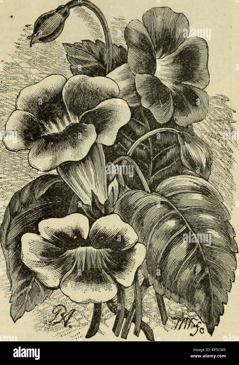 . Plants, seeds, bulbs, and flowers : 26th year 1898. Nursery stock New Hampshire Keene Catalogs; Plants, Ornamental Catalogs; Flowers Seeds Catalogs; Shrubs Catalogs; Vegetables Seeds Catalogs; Fruit Catalogs. ELLIS BROTHERS' CATALOGUE. [ l Gloxinia Crassifolia. A charming- class of summer-blooming bulbs, which suc- ceed with ordinary care. They should be grown in a moderately shady place, as the sun burns the foliage when wet, making brown spots ap- pear. They are easily grown, and bloom con- stantly until autumn, when they should be al- lowed to die down and the pots kept dry in some warm p Stock Photo