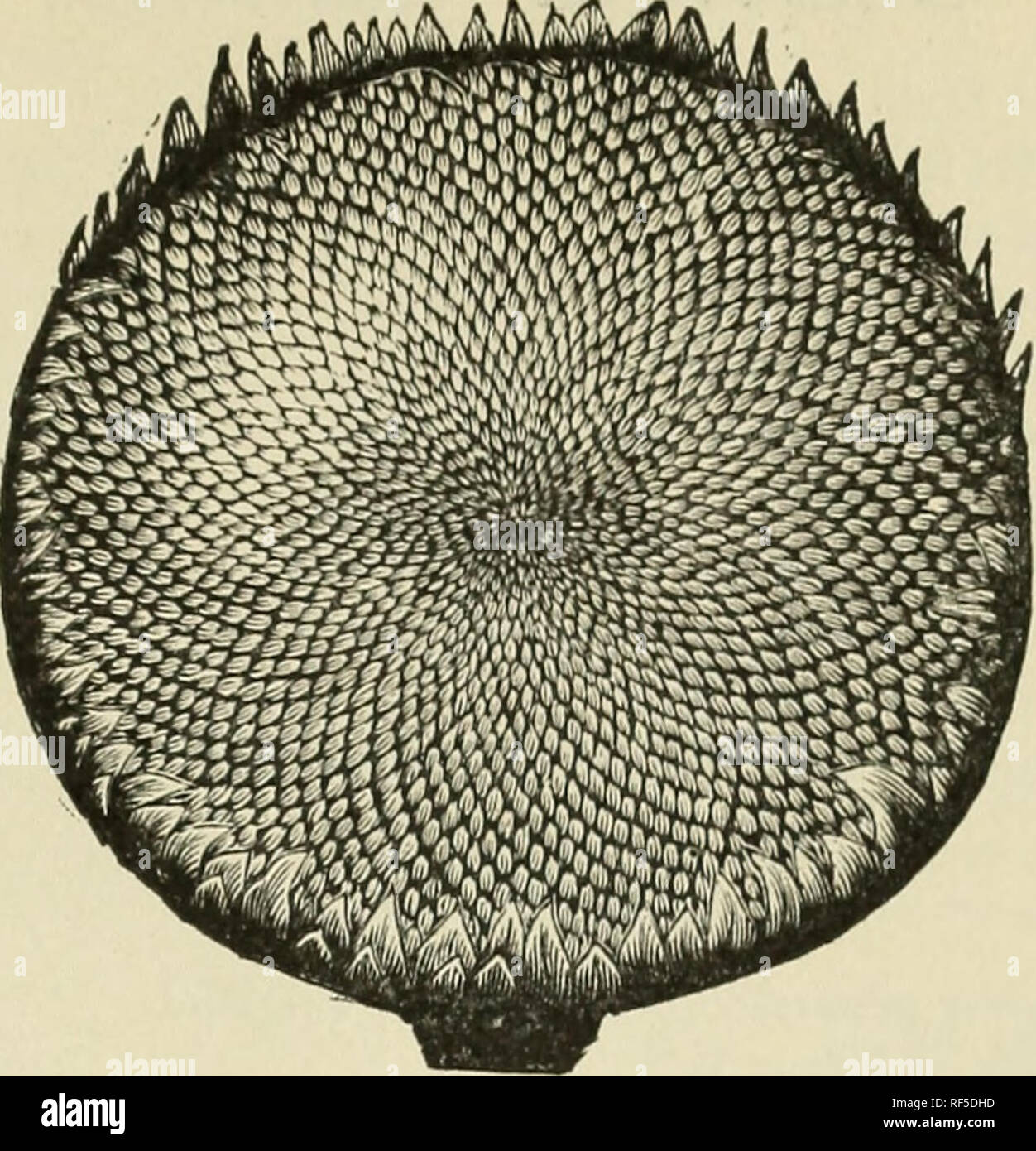 Giant russian sunflowers hires stock photography and images Alamy