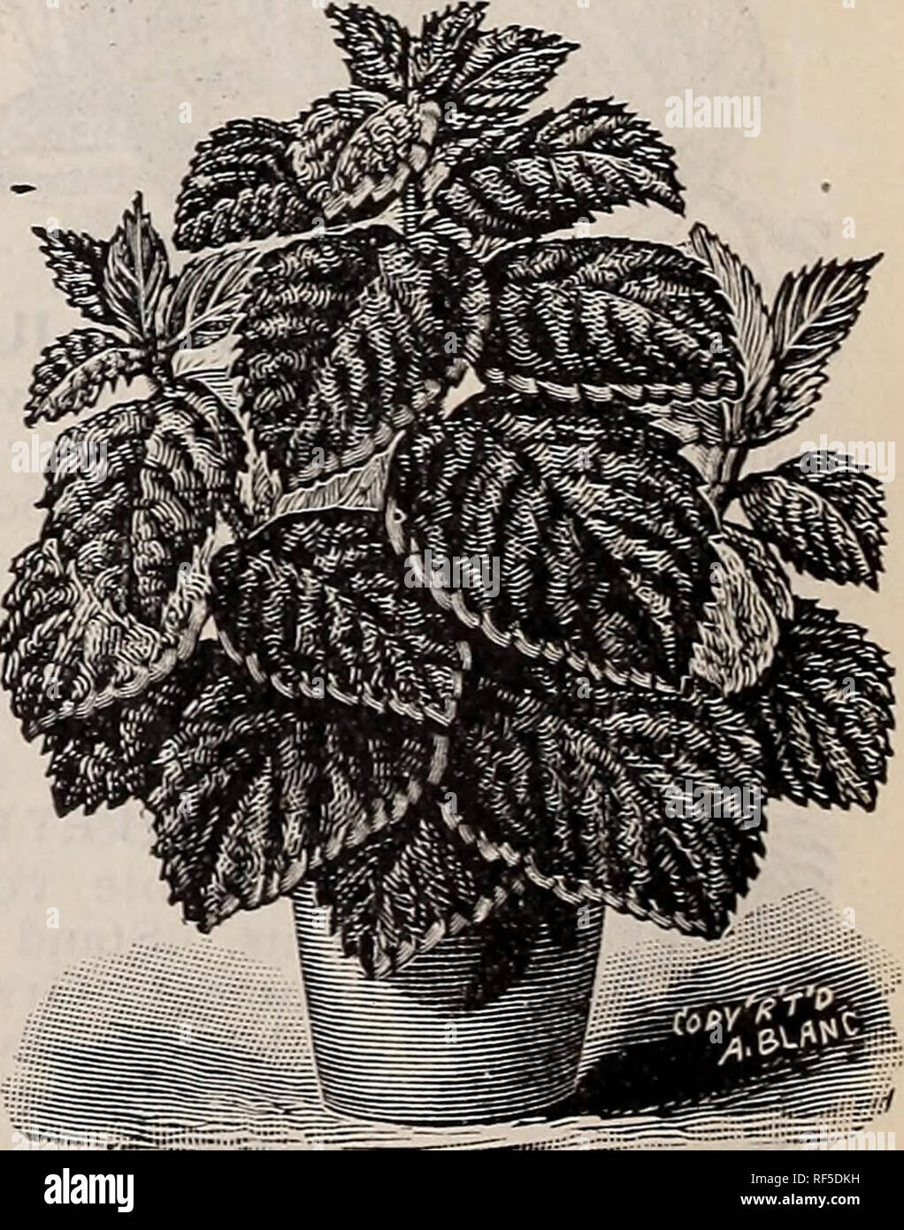 . New and rare plants, bulbs, etc.. Nursery stock, Pennsylvania, Philadelphia, Catalogs; Plants, Ornamental, Catalogs; Flowers, Catalogs; Shrubs, Catalogs. Royal Coleus. ROYAL COLEUS. Messrs. Sander &amp; Co.'s latest and best English Novelties sent out at $1 and $2 each, such as Prince Albert Edward, Golden King, Fascinator, Green and Gold, Mrs. Sander. These represent a most bewildering array of colors. Also the New Coleus, Klondike, the various colors of which are beyond description. All at 15 cents each ; the h for 70 cents. GYNURA AURANTIACA. Purple Velvet Plant seems an appropri- ate nam Stock Photo