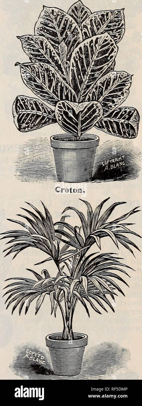 . New and rare plants, bulbs, etc.. Nursery stock, Pennsylvania, Philadelphia, Catalogs; Plants, Ornamental, Catalogs; Flowers, Catalogs; Shrubs, Catalogs. Dyckia. Euphorbia. ARECA LUTESCENS. Most beautiful, delicate feathery foliage, and golden yellow stems, spotted with red. The best of all house palms. 25 cents to $5. Every one should have it. Other fine palms are : Cocos Weddelliana, very grace- ful, 25 cents. Kentia Balmoreana, 35 cents. Latania Borbonica, 25 cents. All plants that will please you. Special Offers: Any four 15-cent plants for 50 cents, or iofor$i. Any three 20-cent plants  Stock Photo