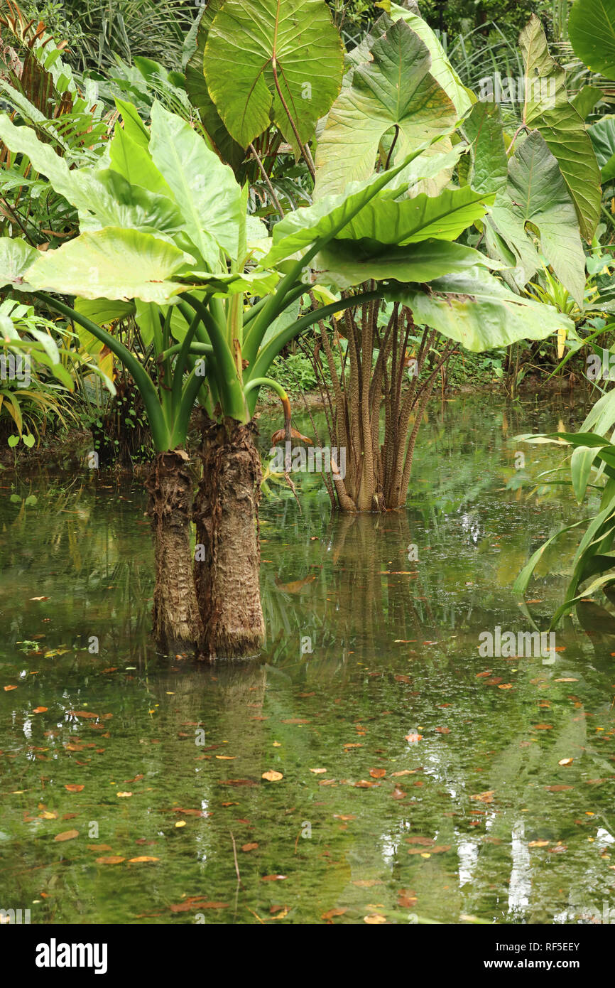 Tropical plants in Singapore's gardens, forest and parks giving the