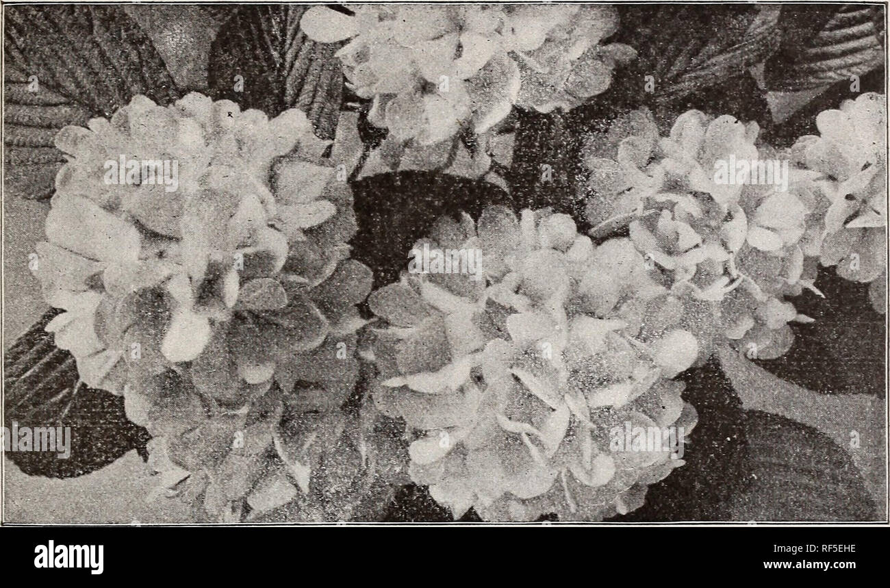 . Annual descriptive catalogue of bulbs. Nursery stock, New York (State), New York, Catalogs; Flowers, Seeds, Catalogs; Plants, Ornamental, Catalogs; Bulbs (Plants), Catalogs; Shrubs, Catalogs; Fruit, Catalogs. BRlDGE/nAN'S BULB CATALOGUE. 23. Viburnum plicatum. DECIDUOUS HARDY SHRUBS, etc., continued. Paeonia Moutan. (Tree Paeony.) Very large flowers, of gorgeous colors. $2 to $3 each. Philadelphia coronarius. (Mock-Orange or Syringa.) Strong-growing; pure white fragrai.t flowers in June. 50 cents each. Prunus Sinensis. (Double White-flowering Plum.) Very pretty. 75 cents each. &quot; myrobol Stock Photo