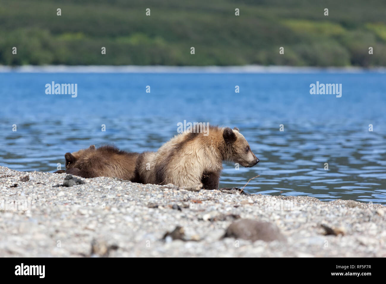 Small cute cubs lying with big wild brown bear grizzly bears  on the lake Stock Photo