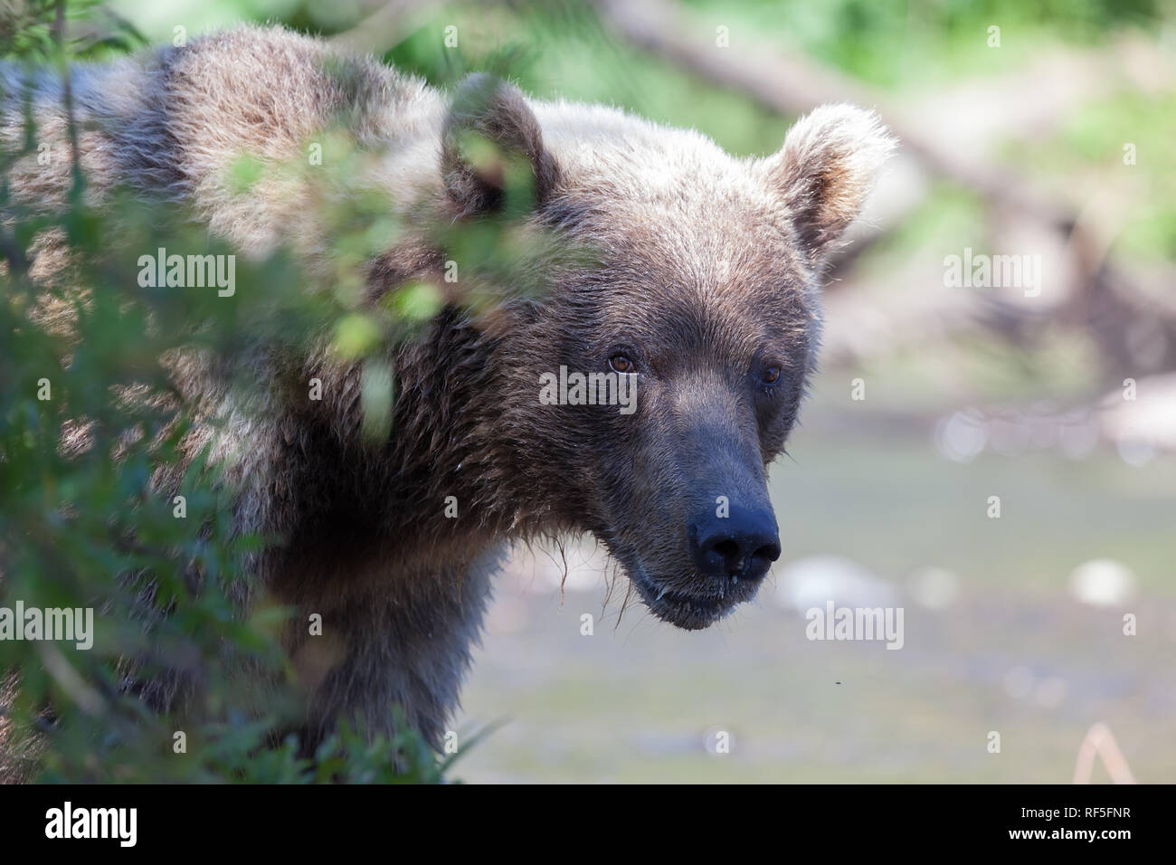 Close-up head of brown wild bear grizzly. Kamchatka. Russia. Stock Photo