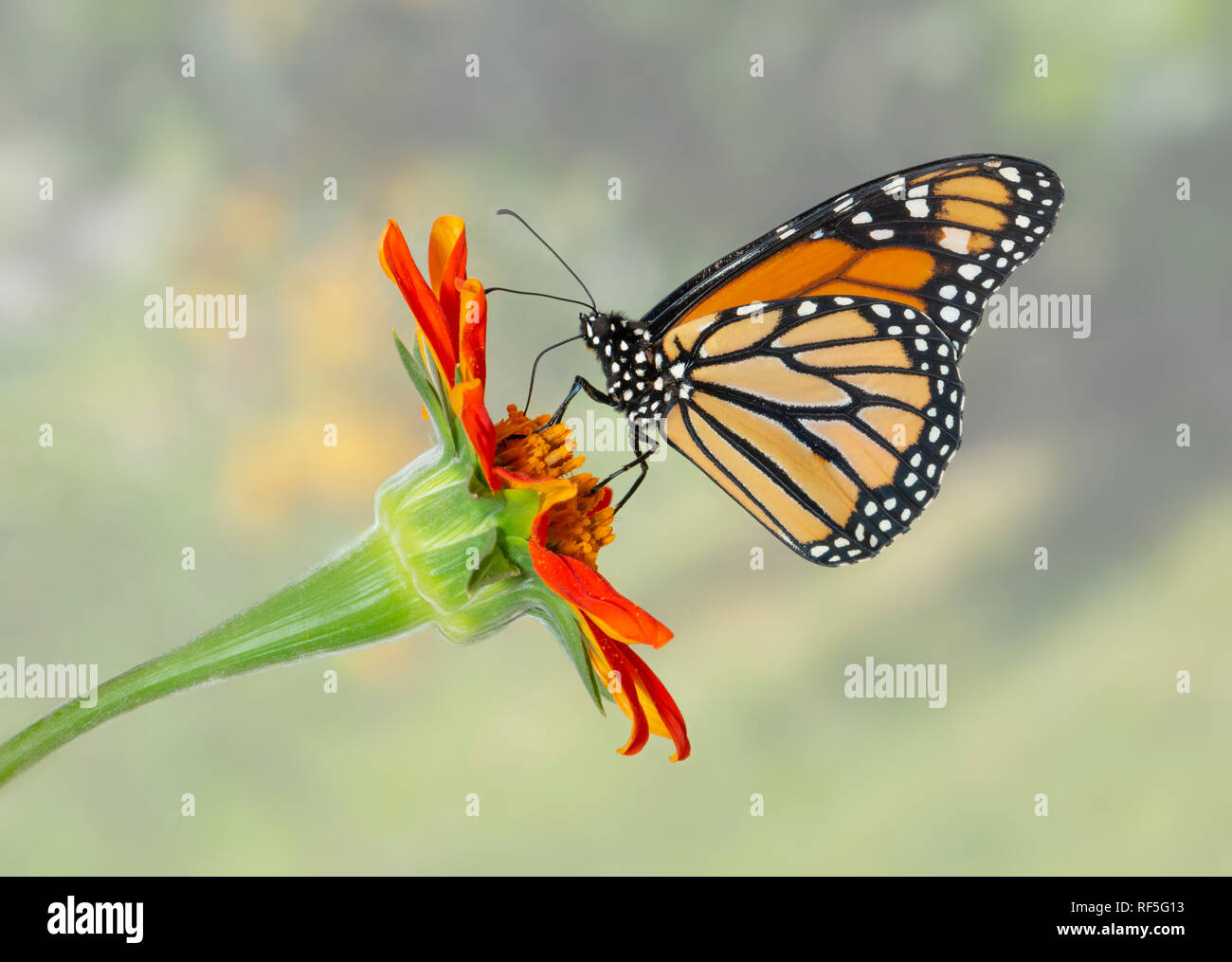 Monarch butterfly Danaus plexippus, feeding on an orange tithonia ...