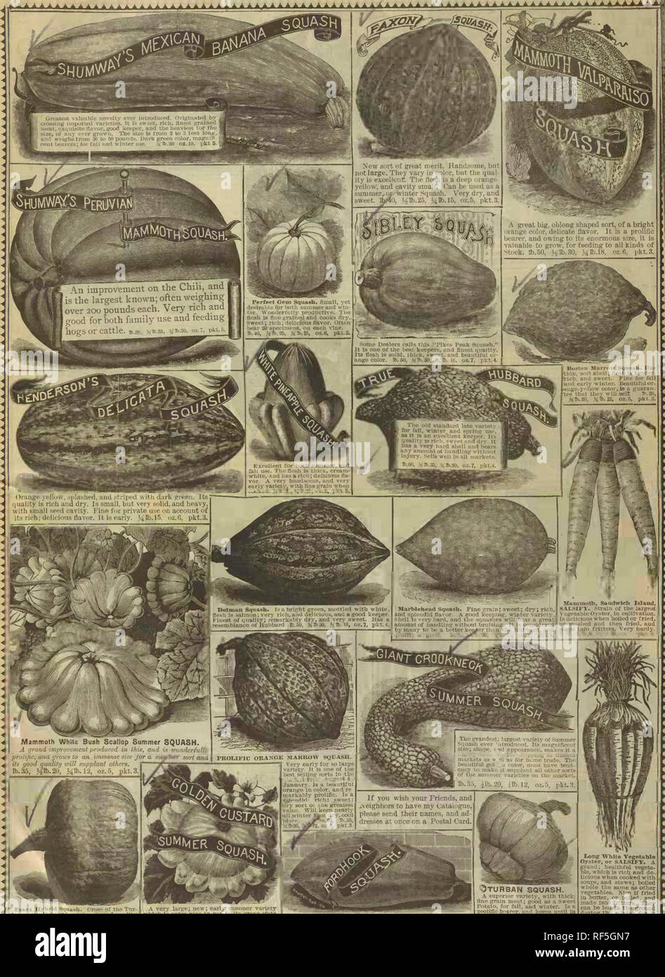 . R.H. Shumway : garden guide. Nursery stock Illinois Rockford Catalogs; Flowers Seeds Catalogs; Vegetables Seeds Catalogs. :1 Essex Hybrid Sfmash. Cross of the Ttir- liaii Tinlli HulJlmrd &gt;tftinin ' yiod quallt&quot;^ Of both. Fine qnaiitj- and goodiceeper its Sesh is thick; rich, ud sweet. Pair size. Stib.eo, ft 30, }^ib.da, iiib is, OZ.7, pkt.*. A very large; new; early summer varirtv which is extra nine to use in its green state, ana nice A snpc.rior variety, with thick; line groin meal; good as a Sweet Potato, for fall, and winter. Is a proitflc hearer, and keei&gt;s vmtU in untU it is Stock Photo