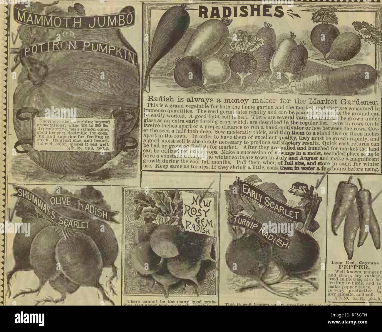 . R.H. Shumway : garden guide. Nursery stock Illinois Rockford Catalogs; Flowers Seeds Catalogs; Vegetables Seeds Catalogs. Radish is always a money malior for tlie Market Gardener. i™^'eYu-f^i1t^^^^^^^ ^•'^^ the hoixe garden and the market, and they are consumed in beS v SkP I A oin^ f ed goi:aiinates i-eadiiy and can be planted as soon as the ground can fflasfaiVn PTtmp^;.|^7?^ ^^'T several varieties that can be grown under twelvfirh^f. n«rf&quot;'&quot;^'&quot;^ • &quot;&quot;'''^i' described in the regular list. Sow ii? rows ten to jTZVllft J^f^^ P™^'^'' distance to run a hand cultivator  Stock Photo