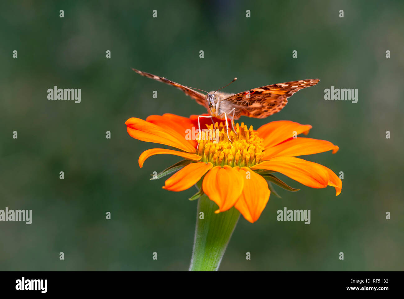 Painted lady butterfly Vanessa Cardui resting on top of a tithonia / mexican sunflower Stock Photo