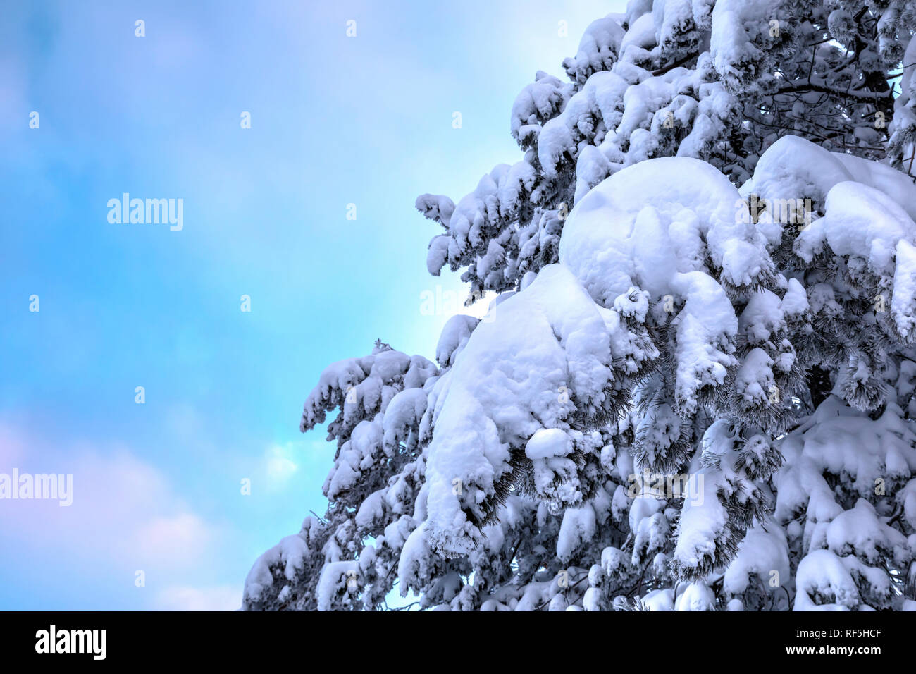 Frozen pine branches under the snow Stock Photo