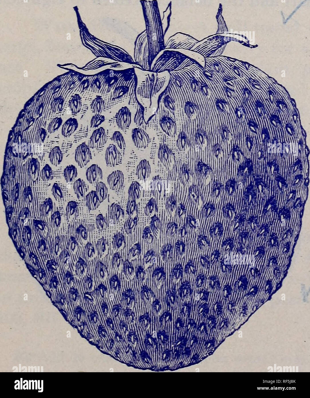 . Descriptive catalogue, free to all, spring of 1902. Nursery stock New York (State) Rochester Catalogs; Fruit Catalogs; Berries Catalogs; Grapes Catalogs. CLYDE. Clyde, Per.—This new berry seems to be gaining great favor wherever known. It originated with Dr. J. Stayman several years ago. It is a seedling of Cyclone, and Cyclone is a cross between Crescent and Cumberland. The Clyde has Crescent blood in it, and no doubt gets its immense productiveness from that variety. With us it is as large as Bubach, nearly or quite a week earlier and very much firmer. The plant is very vigorous and health Stock Photo