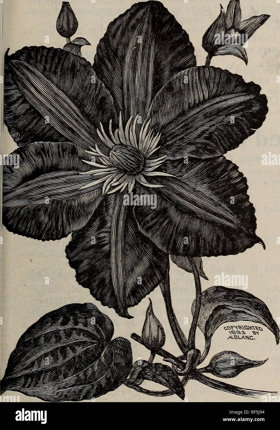 . Spring 1902. Nursery stock Ohio Painesville Catalogs; Vegetables Seeds Catalogs; Flowers Catalogs; Bulbs (Plants) Catalogs; Plants, Ornamental Catalogs; Fruit Catalogs; Trees Seedlings Catalogs. HARDY CLIMBING VINES. 137 Henryi—Fine, large, creamy white flowers. A strong grower and very hardy, one of the best of the white varieties; a perpetual bloomer. Jackmani Alba—Fine large pure white flowers. Mad. Ed. Andre—This is the nearest approach to a bright red Clematis and has been called the Crim- son Jackmani. The plant is a strong vigorous grower and very free in bloc -. Color a distinct crim Stock Photo