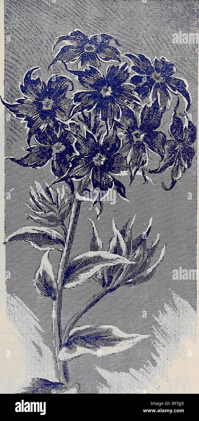 . The Geo. A. Weaver Co's seed catalogue 1902. Nursery stock Rhode Island Newport Catalogs; Flowers Seeds Catalogs; Vegetables Seeds Catalogs; Plants, Ornamental Catalogs; Agricultural implements Catalogs. FVRETHRUM ROSEUM HYKRIDUM G R AN Ul El.OR U M. SiLVER-LEAVED StAR PhLOX. Fyrethrum rosenm hybridnm grand- iflornm. Few perennials can be more beautiful than well-grown Pyrethrum roseum. Not only are they, through their vivid coloring and long-lasting bloom, effective in the open border, either singly or in groups, but the splen- did long-stalked, ray-shaped flowers are of exceptional value f Stock Photo