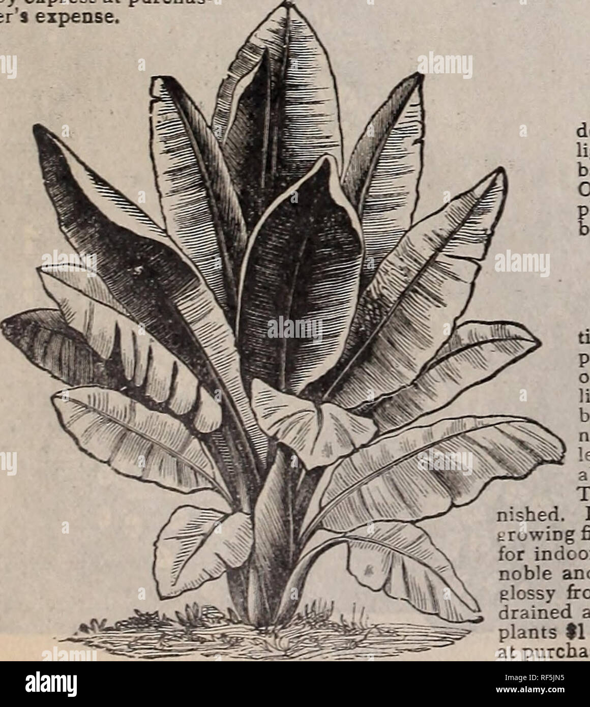 . Catalogue : 1902. Nursery stock Ontario Toronto Catalogs; Vegetables Seeds Catalogs; Flowers Seeds Catalogs; Plants, Ornamental Catalogs; Bulbs (Plants) Catalogs; Fruit Catalogs; Agricultural implements Catalogs. LATANIA BORBONICA MUSA ENSETE The leaves are magnificent, long, broad and massive; of a beautiful green, with a broad crimson mid-rib; the plant grows luxuriantly from 8 to 12 feet high. During the hot summer, when planted out, it grows rapidly, and attains gigantic proportions, producing a tropical effect on the lawn, terrace or flower garden. It can be stored in a light cellar or  Stock Photo