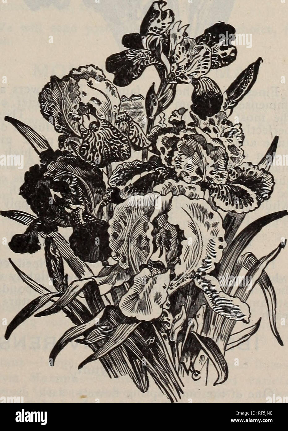 Vick's illustrated catalogue and floral guide, 1871 . rs single, resembling  those of the Hollyhock. Grow two feet high, and should beabout eighteen  inches apart. (Engraving, p. 35.) Malope grandifiora, large