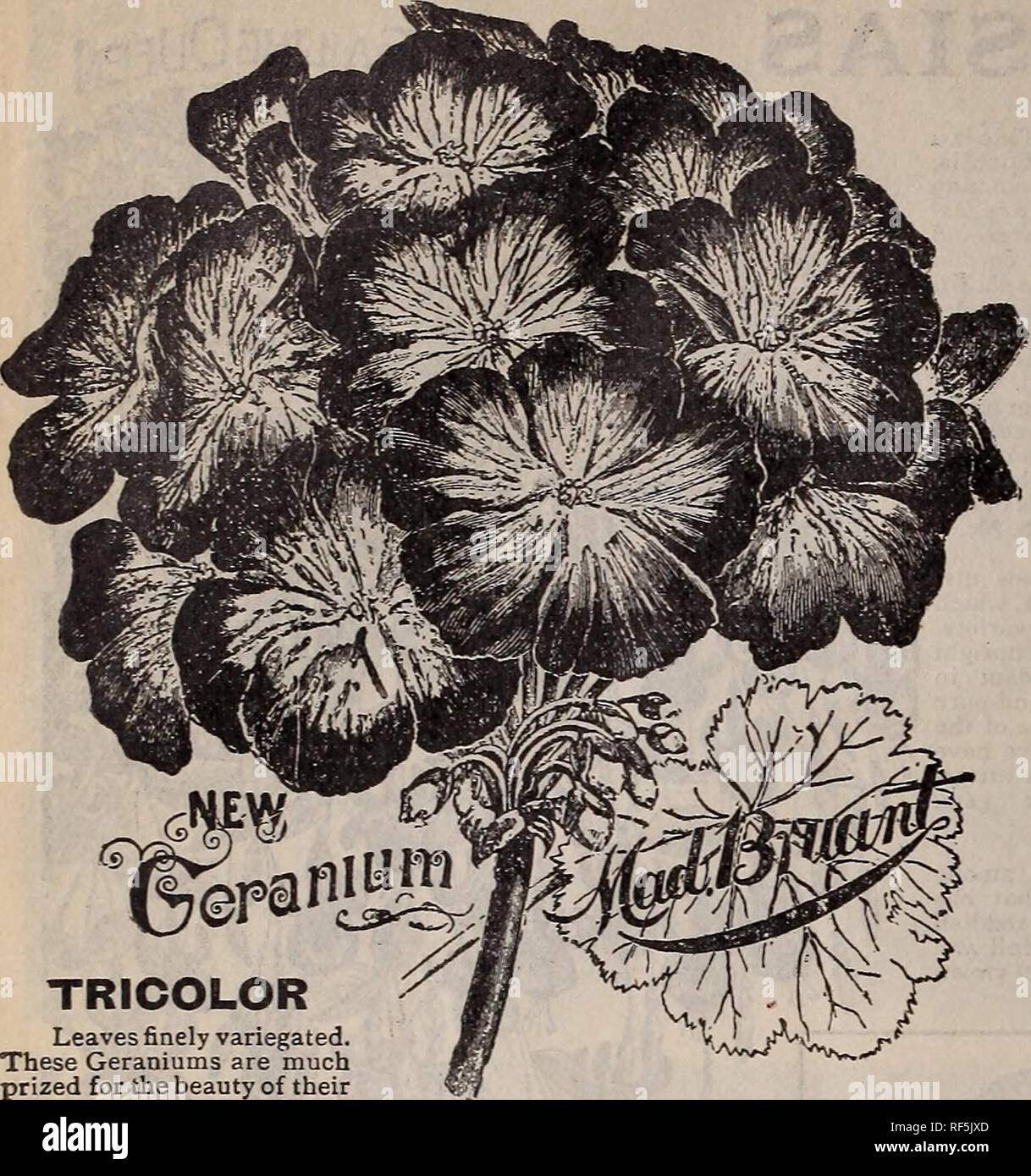 . Catalogue : 1902. Nursery stock Ontario Toronto Catalogs; Vegetables Seeds Catalogs; Flowers Seeds Catalogs; Plants, Ornamental Catalogs; Bulbs (Plants) Catalogs; Fruit Catalogs; Agricultural implements Catalogs. 76 The Steele, Briggs Seed Co., Limited, Toronto. TRICOLOR Leaves finely variegated. These Geraniums are much -prized for the beauty of their â foliage, which is very hand- some. For culture in the house or conservatory they are among the best. Geranium, Mrs. Pollock. Leaves bright bronzy red zone, belted with crimson and edged with golden yellow. A beautiful variety. Plants, each,  Stock Photo