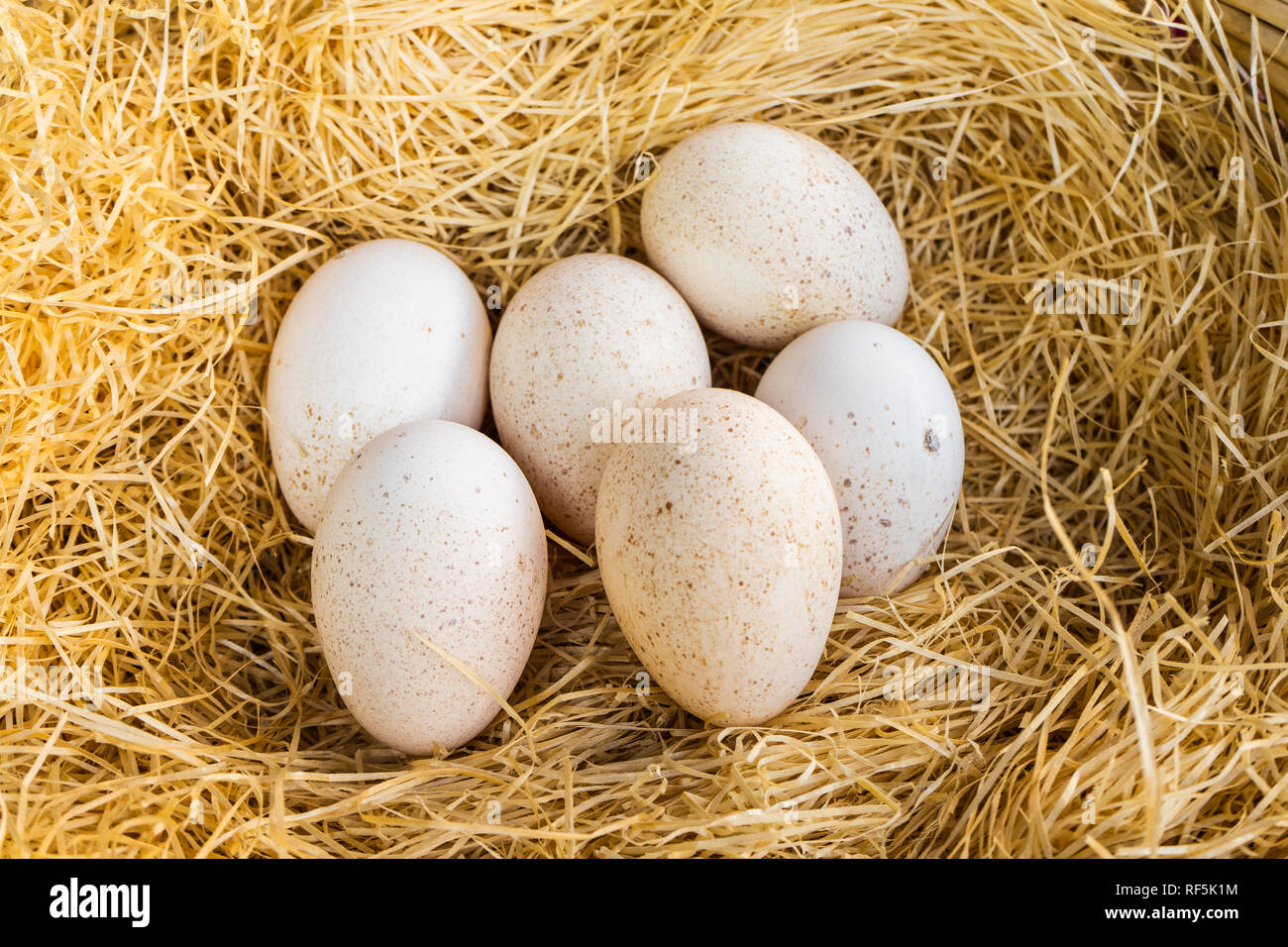 Easter eggs in in their straw nest Stock Photo