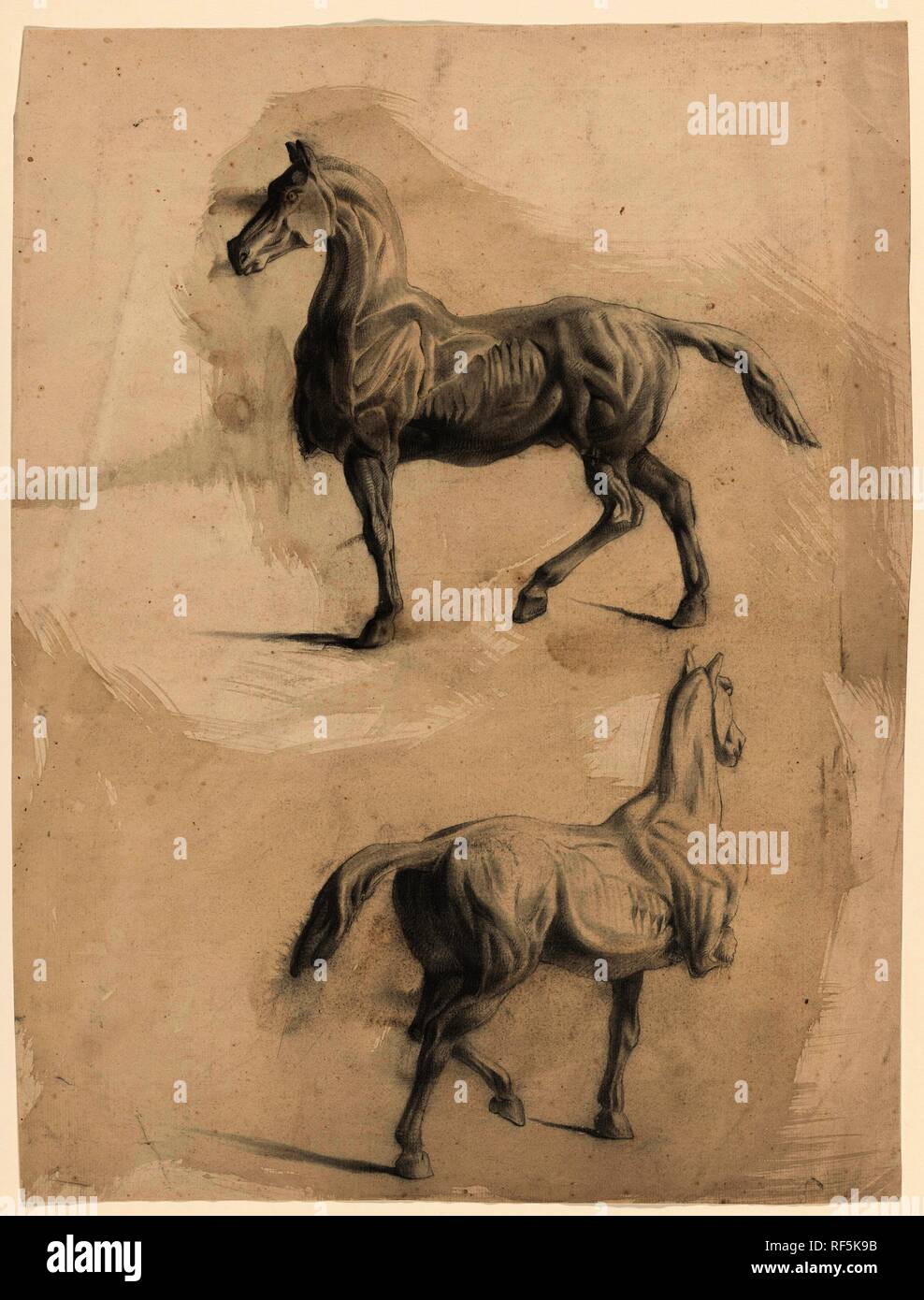 Two anatomy studies of a horse. Draughtsman: Johannes Tavenraat. Dating: 1819 - 1881. Measurements: h 530 mm × w 402 mm. Museum: Rijksmuseum, Amsterdam. Stock Photo