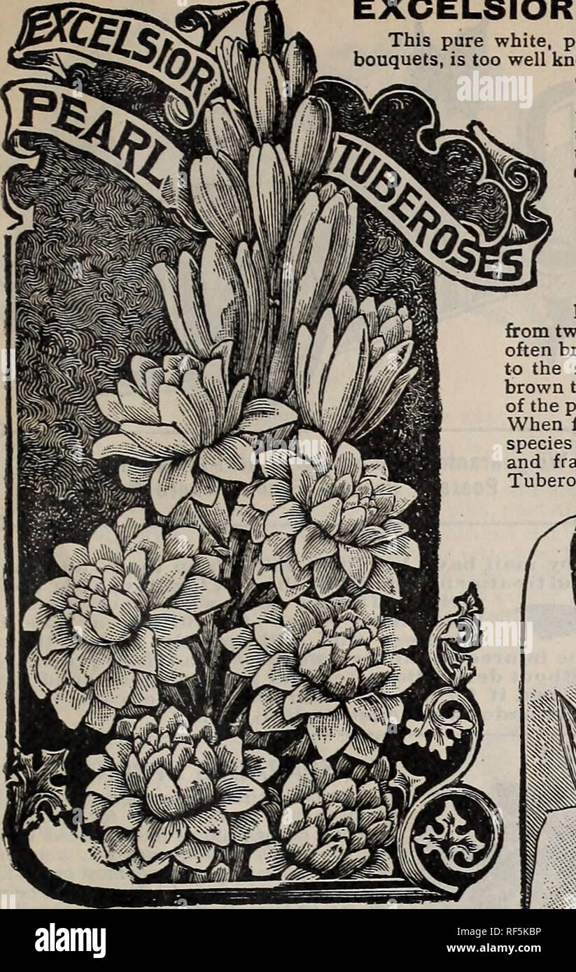 . Catalogue : 1902. Nursery stock Ontario Toronto Catalogs; Vegetables Seeds Catalogs; Flowers Seeds Catalogs; Plants, Ornamental Catalogs; Bulbs (Plants) Catalogs; Fruit Catalogs; Agricultural implements Catalogs. The Steele, Briggs Seed Co., Limited, Toronto 60. EXCELSIOR DWARF &quot;PEARL&quot; TUBEROSE This pure white, perfectly double, delightful fragrant flower, invaluable for bouquets, is too well known to need any description. It delights in a strong, rich, deep, well-drained warm soil ; manure, beat and water are essential to its perfect development. This variety, which we introduced  Stock Photo