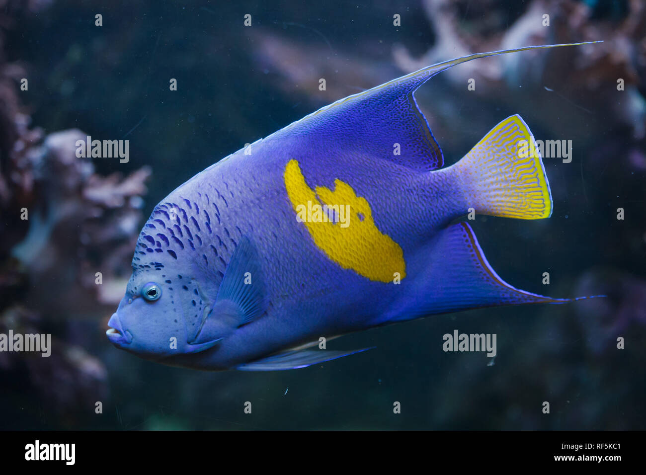 Yellowband angelfish (Pomacanthus maculosus), also known as the halfmoon angelfish. Stock Photo