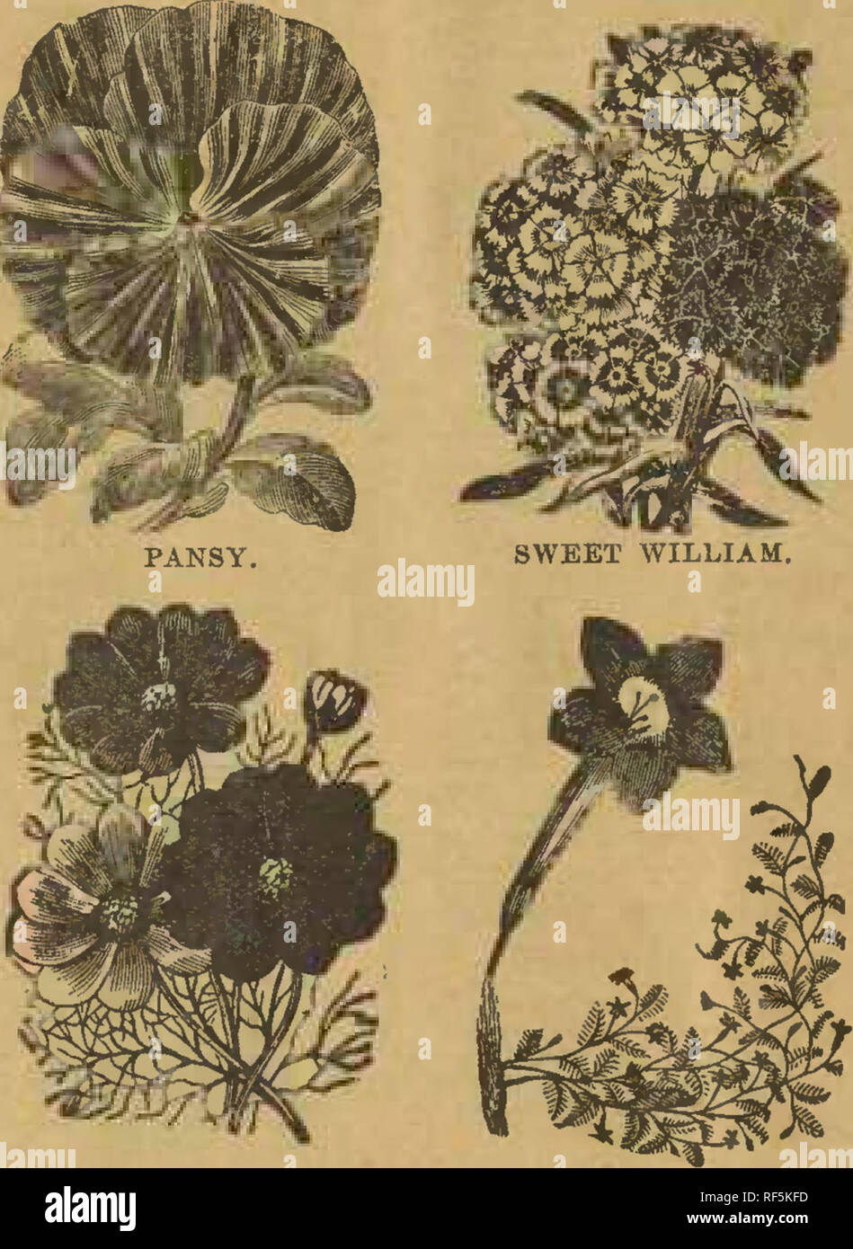 . 20th year. Nursery stock Missouri Carthage Catalogs; Vegetables Seeds Catalogs; Flowers Seeds Catalogs; Grasses Seeds Catalogs; Gardening Equipment and supplies Catalogs. COSMOS. CYPRESS VINE. ASTER. GOURDS. Hercules Club, Oranger-Mock Orange. Sugar Trough—Of ten used for buckets. Dish Cloth—Or Chinese Sponge (Luffa). ,^est Egg—Excellent for nest eggs. ^iiBlC AMARANTH—Favorite everlaat- ing flower. Forget-Me-T^ot—True Blue (Myosotls Al- peslies), Helichrysum—Double, fine mixed, everlast- ing flowers. Hollyhock—Double, mixed, 10c. Lobei^ia—Erinuss, blue, for edging pots or rockeries, 10c. Lob Stock Photo