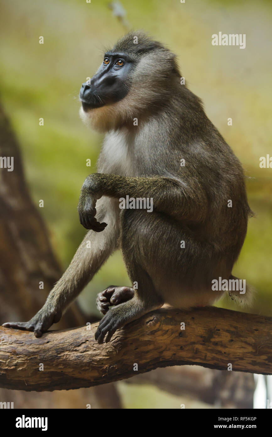 Drill monkey (Mandrillus leucophaeus). Wild life animal Stock Photo - Alamy